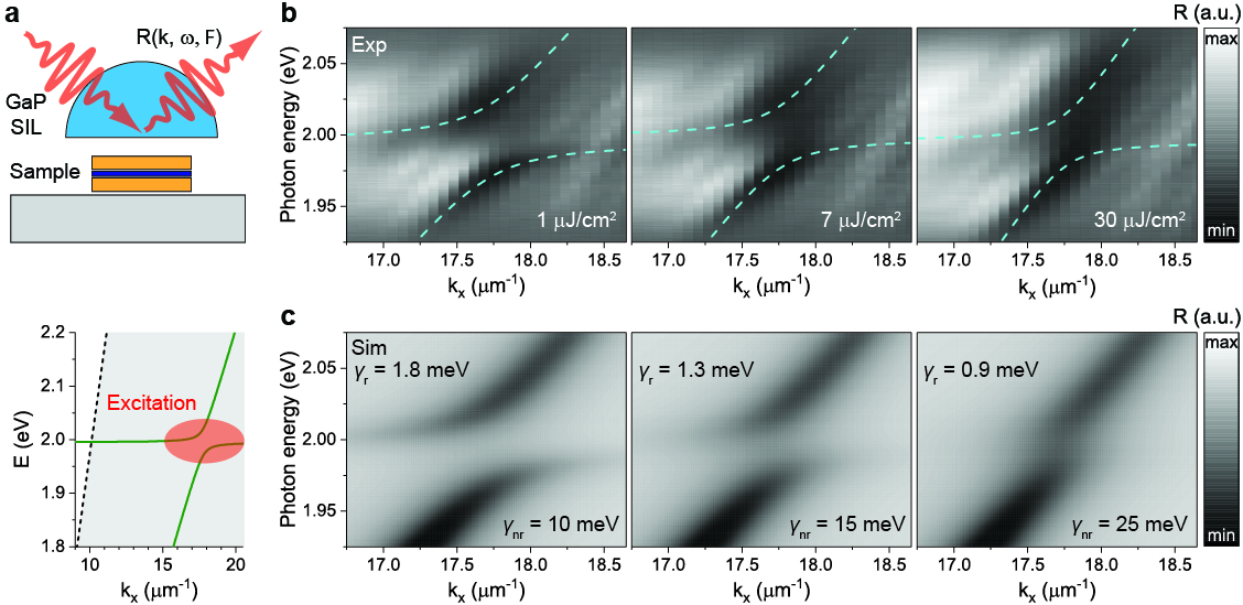 Figure 3: Measurement of the nonlinear response of guided exciton-polaritons. (a) Schematic of the measurement, with femtosecond laser pulses exciting exciton-polaritons in the sample through SIL (top) resonantly in both photon energy and wavevector (bottom). (b) Experimental exciton-polariton dispersions measured as wavevector-resolved optical reflection spectra at 3 selected values of pump fluence: 1 \require{upgreek}
\upmuJ/cm^2 (left panel), 7 \require{upgreek}
\upmuJ/cm^2 (middle panel), and 30 \require{upgreek}
\upmuJ/cm^2 (right panel). (c) Simulated exciton-polariton dispersions for 3 different values of exciton radiative decay rate: 1.8 meV (left panel), 1.3 meV (middle panel), and 0.9 meV (right panel).