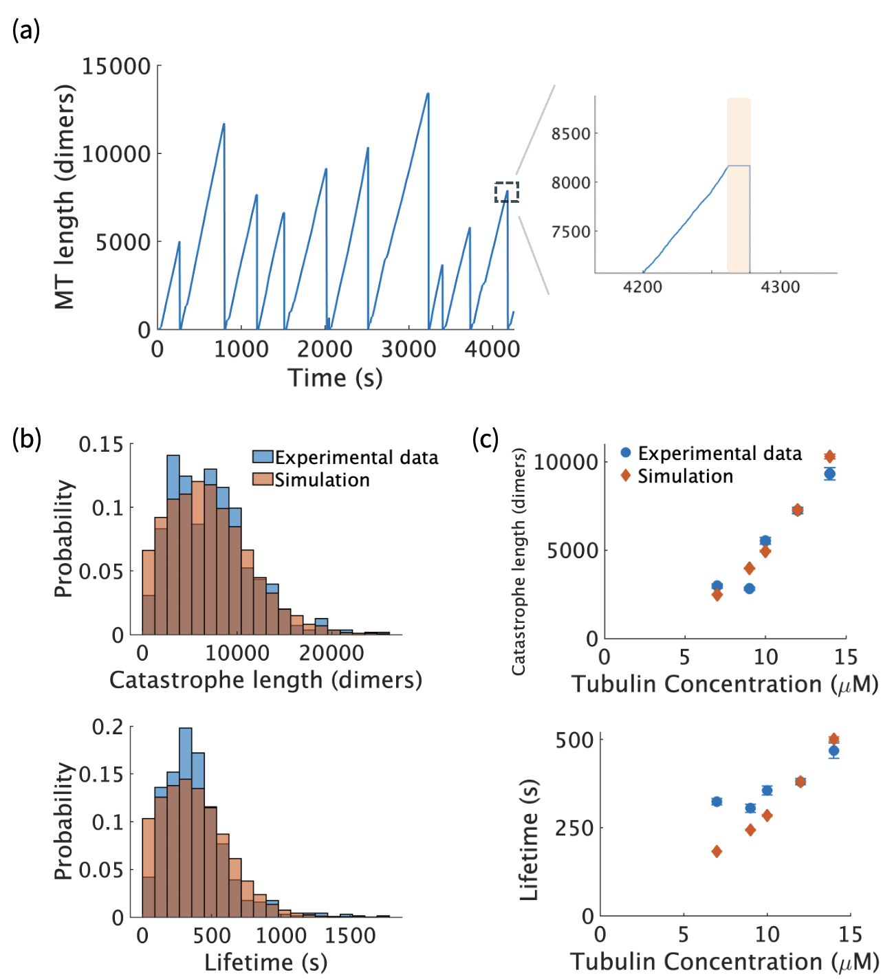 Figure 2: The topological model reproduces key features of catastrophe observed in experiments. (a) Microtubule length as a function of time, from model simulations. Catastrophes occur over a large range of length scales. Right: microtubule growth stutters briefly before catastrophe (yellow shaded region). (b) Distribution of catastrophe length and microtubule lifetime, fitted to experimental data from Ref [12] at 12\muM tubulin. Our model generates peaked distributions for both quantities. (c) Average catastrophe length and lifetime for different tubulin concentrations. Consistent with experiments from [12], both quantities increase with concentration. Error bars represent one standard error.