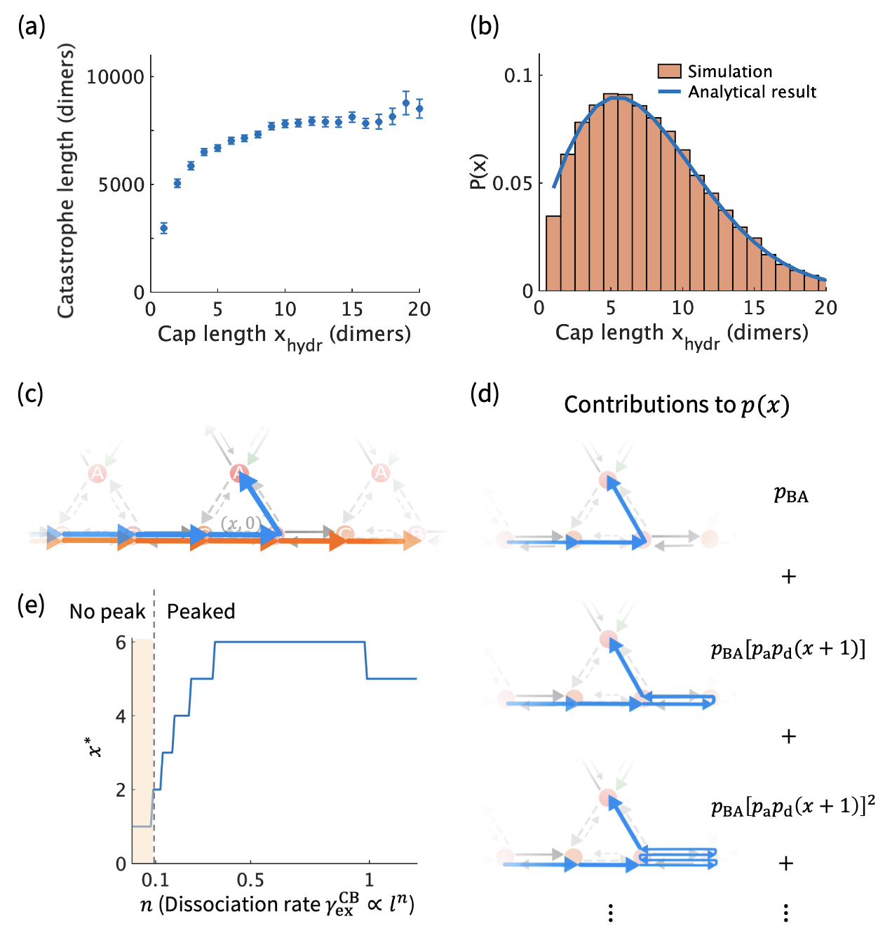 Figure 3: Bottom edge dynamics give an analytical condition for a peaked length distribution. (a) The cap length at the onset of hydrolysis, x_\text{hydr}, increases monotonically with catastrophe length. Error bars represent one standard error. (b) P(x), the distribution for x_\text{hydr}, is peaked for our model parameters; here r=220, r_\text{P}=200. An analytical calculation (blue curve) agrees with simulation results. (c) On the bottom edge, a stochastic trajectory can either enter the bulk at x (blue) or continue along the edge past x (orange). (d) The bulk entry probability p(x) takes contributions from a family of trajectories, which undergo different rounds of association/dissociation. The corresponding probabilities are shown on the right of each trajectory. (e) Our model provides an analytical condition for a peaked catastrophe length distribution, which arises when P(x) has a maximum at x^*>1. This occurs when the dissociation rate \gamma_\text{ex}^\text{CB}\propto l^n has exponent n\geq 0.1. Note that for n<0.1 (shaded area), P(x) does not have a peak (x^*=1).