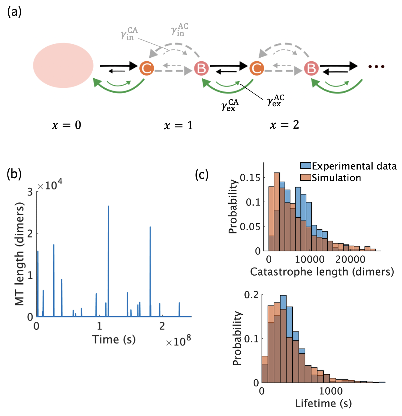Figure 4: A reduced 1D model with a single-component cap fails to capture catastrophe behavior. (a) State space for the reduced 1D model, where GDP-P_\text{i}-tubulin is coarse-grained out. x denotes the cap length. Curved arrows denote transitions that remain after coarse-graining the 2D model. (b) Microtubule length as a function of time, from the 1D model. Microtubules do not regrow immediately after catastrophe. (c) Distributions of catastrophe length and lifetime give poor agreement with the same experimental data compared to the 2D model.