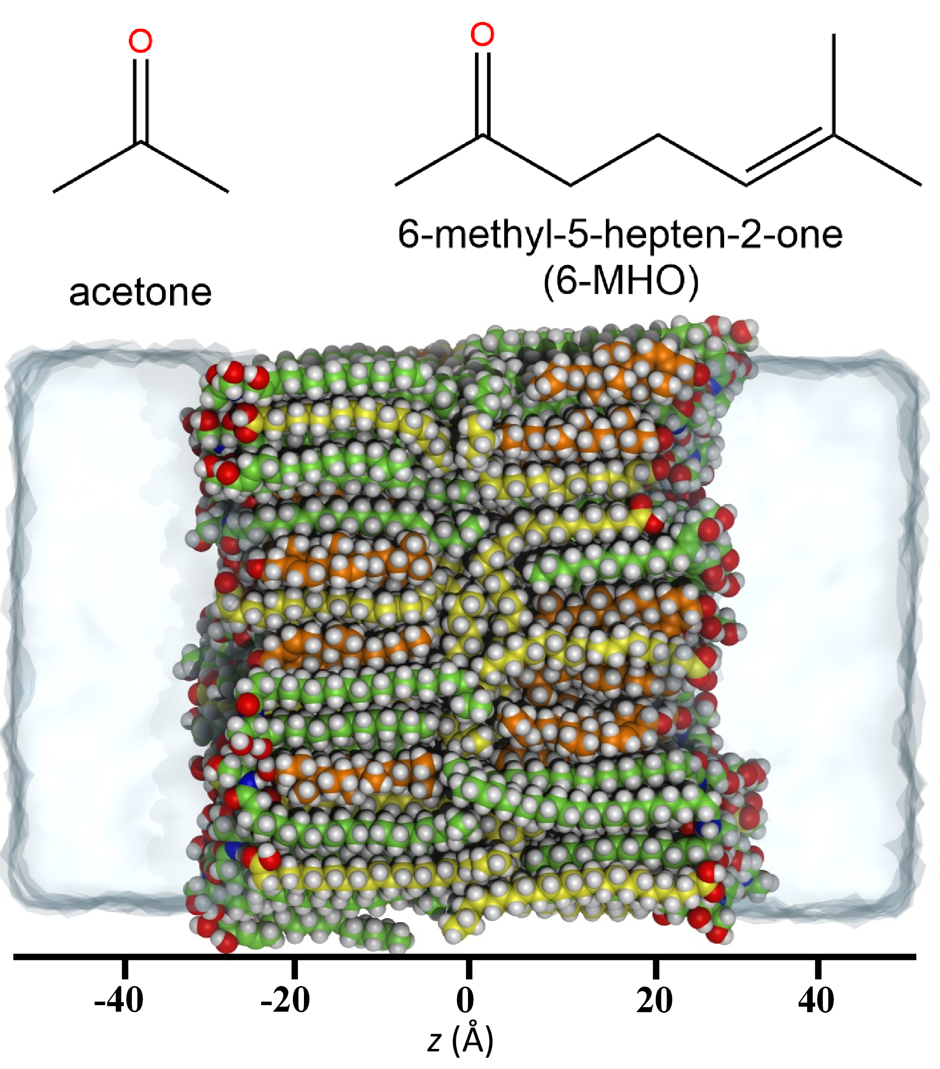 Figure 1: Chemical structures of acetone and 6-MHO, and a representative snapshot of the model system. The atomistic lipid membrane is composed of cholesterol (orange), lignoceric acid (yellow), and ceramide NS (green). In this study, we investigate solute permeation across the membrane along the z-axis. Figure adapted with permission from ref. [19].
