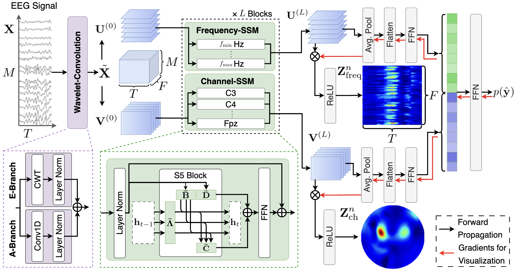 Figure 2: Overview of the proposed Cortical-SSM. Given an EEG signal, the Wavelet-Convolution module extracts interpretable frequency features by combining deterministic and adaptive features (left). The Frequency-SSM and Channel-SSM then model spatio-temporal features for each frequency component and temporal-frequency features for each electrode, respectively (middle). Finally, the resulting features \mathbf{U}^{(L)} and \mathbf{V}^{(L)} are fused for action prediction, while providing visual explanations in spatio-temporal and temporal-frequency domains, respectively (right).