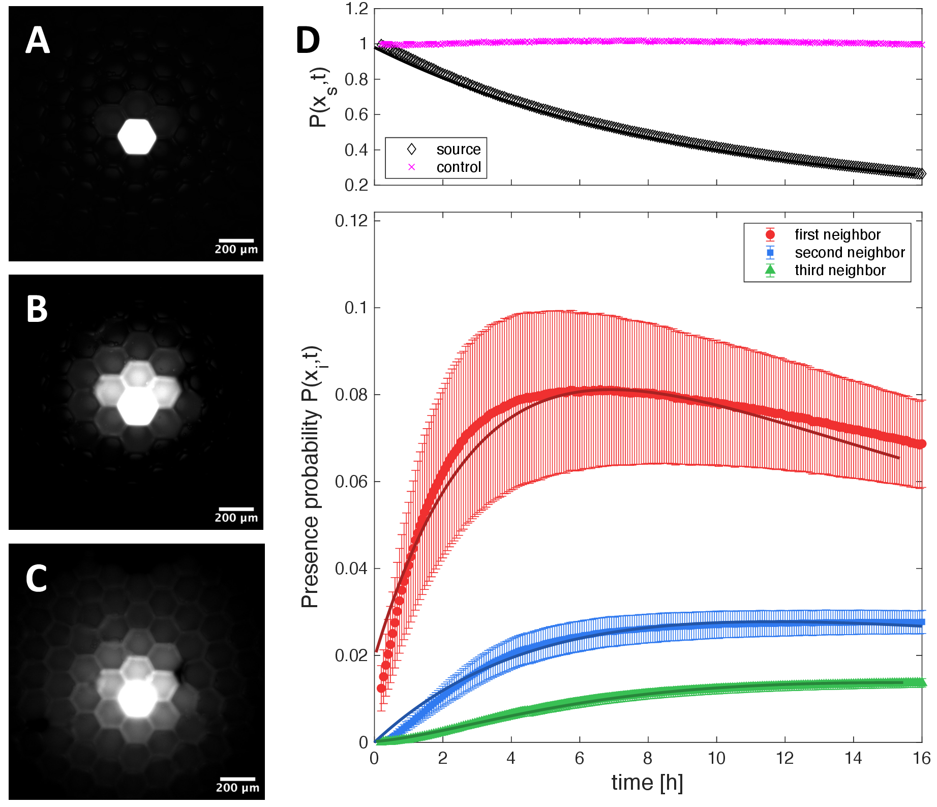 Figure 3: A-C - Fluorescence images of a DIB network, with c_m=125\mug/mL at different times (t=0; 6 and 16 hours, respectively) showing the diffusion of calcein in the network. D) The corresponding normalized intensity (presence probability) as a function of time, for the source (upper pannel, black diamonds), the first/second/third neighbors (lower pannel, red disks/blue squares, green triangles). The error bars are standard error of the mean for curves sharing the same rank of neighborhood. The solid lines are fits with Eq. 4 . On the upper pannel, a control experiment without any nanopores has been overplotted, showing that the source intensity (magenta crosses) remain constant over time.