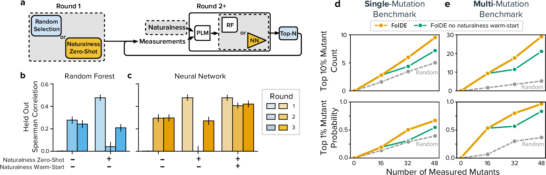 Figure 2: The Apparent Tension Between Round-1 and Round-2 Explore and Exploit (a) The simple workflow under study, notably excluding some FolDE features like ensembling and constant-liar. We study the interplay between three features: choice of top-layer (random forest or a neural network), round-1 selection approach (random selection or naturalness zero-shot selection), and the inclusion of naturalness warm-start when training. (b) training benchmark experiment results: the Spearman correlation of the trained model on a held-out set of mutants for three rounds of simulation for a random forest top-layer and (c) for a neural network top-layer. (d) Performance of the FolDE workflow without the warm-start feature enabled, measured on the single-mutation benchmark and (e) multi-mutation benchmark.
