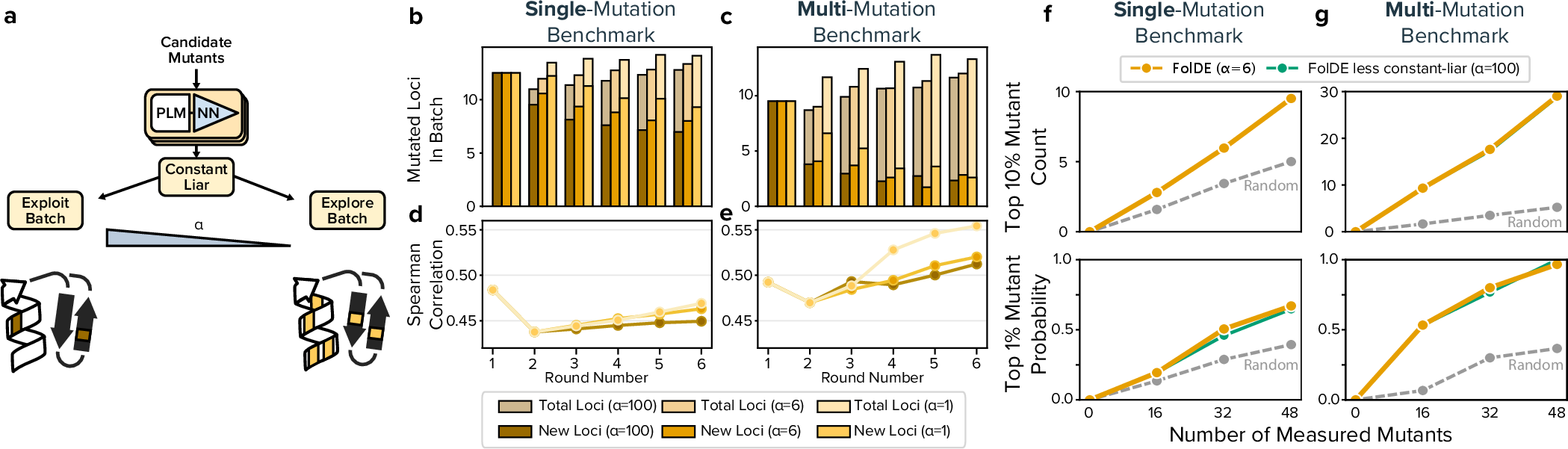 Figure 3: Constant-Liar Improves Batch Diversity (a) Schematic of the constant-liar algorithm. After selecting a high-performing mutant from the pool, the algorithm pessimistically assumes that mutant performs poorly (the "lie"), propagating this assumption through the prediction ensemble’s covariance structure. The alpha parameter controls the balance between exploitation and exploration, with lower values creating more diverse batches. (b) Batch diversity for the single-mutation and (c) multi-mutation datasets with constant-liar applied for six rounds. Bars indicate the number of unique loci sampled per batch, with darker colors showing newly explored loci. (d) Model predictions are more accurate with more aggressive constant-liar on the single-mutation and (e) multi-mutation benchmarks. (f) Medium constant-liar (\alpha=6) applied in round-2 slightly improves the probability of finding a top 1% mutant in the single mutation benchmark. (g) Medium constant-liar (\alpha=6) in round-2 has little effect on the probability of finding a top 1% mutant in the multi-mutation benchmark.