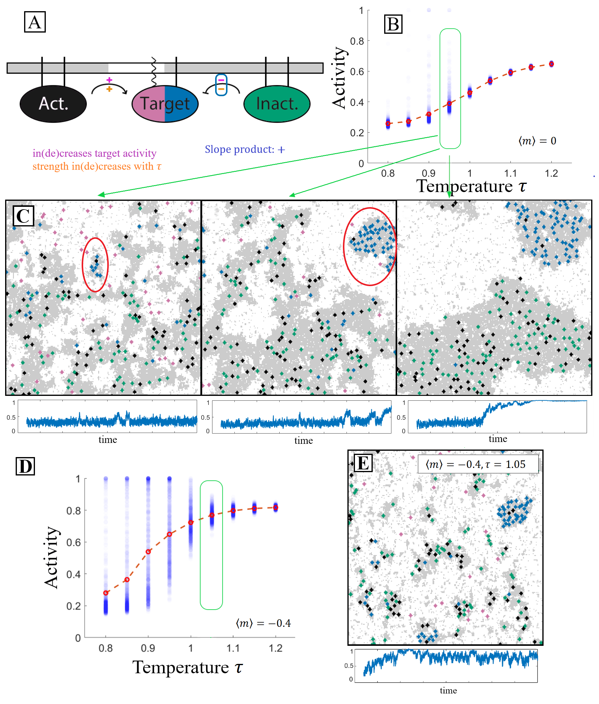 Figure 5: Dynamics that modify component partitioning produce non-equilibrium domains. A: Diagram of an interaction network in which the target’s partitioning is modified alongside its state. The target’s inactive state (pink) prefers disorder while its active state (blue) prefers order indicated by the respective membrane legs. Qualitative analysis suggest the target’s activity should increase with \tau. B: Mean activity measurements follow these predictions, but below the critical temperature a small number of simulations produce outliers with very high activity. We term this phenomenon pocketing and trace it to the formation of non-equilibrium domains. C: Three example configurations from simulations in which pockets form with their activity vs time traces below. We understand pocket formation kinetically. First, a pocket originates when an activator (dark preferring) and an inactive target (white preferring) meet in a disordered (white) domain, leading to target activation. Now each prefer the dark (ordered) domain and with some probability such a dark domain will form around them before they diffuse to a larger dark domain. We term this domain a pocket. Once this pocket is formed, inactive targets (white preferring) can diffuse through the surrounding white phase. But when they make contact with the pocket, they can be activated, preventing them from leaving. Dark lipids are small enough to diffuse through the white phase to join the pocket as well but inactivators are excluded kinetically. D,E: The same interaction network in a system with composition adjusted to m=-0.4 demonstrates an enhanced pocketing rate, including at temperatures \tau > 1.