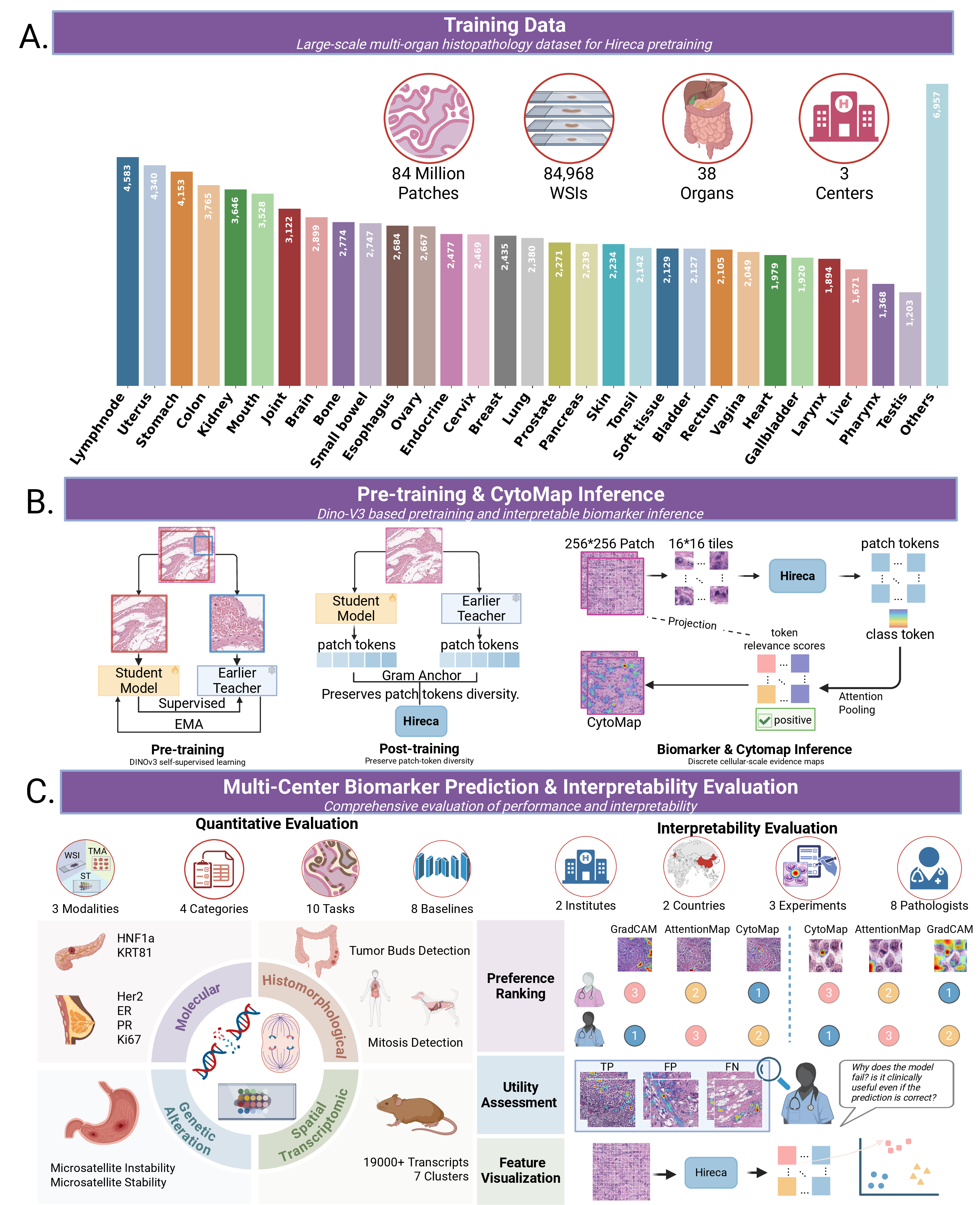 Figure 1: Overview of the Hireca’s pretraining and evaluation pipeline. A) Training data: Hireca was pretrained on 84,968 whole-slide images from 3 medical centers, covering 38 organs with broad multi-organ distribution. B) Pretraining and CytoMap inference: Hireca is pretrained using the DINOv3 self-supervised framework, with a special post-training step that preserves patch-token diversity. During biomarker inference, CytoMap maps patch-token relevance scores back to the input HE patch, producing discrete cellular-scale evidence maps for biomarker interpretation alongside biomarker prediction. C) Multi-center biomarker prediction and interpretability evaluation: Biomarker prediction was benchmarked across 10 tasks spanning 4 categories, including histomorphological, molecular, genetic alteration, and spatial transcriptomic proxy tasks, across 3 data modalities and against 8 FMs. Cellular-scale interpretability was further evaluated with 8 pathologists across 2 countries using three complementary evaluation components: (1) preference-based assessment, (2) clinical-utility and failure-case assessment, and (3) pathologist-observable and representation-space analyses. Abbreviations: WSI, whole-slide image; TMA, tissue microarray; ST, spatial transcriptomics.