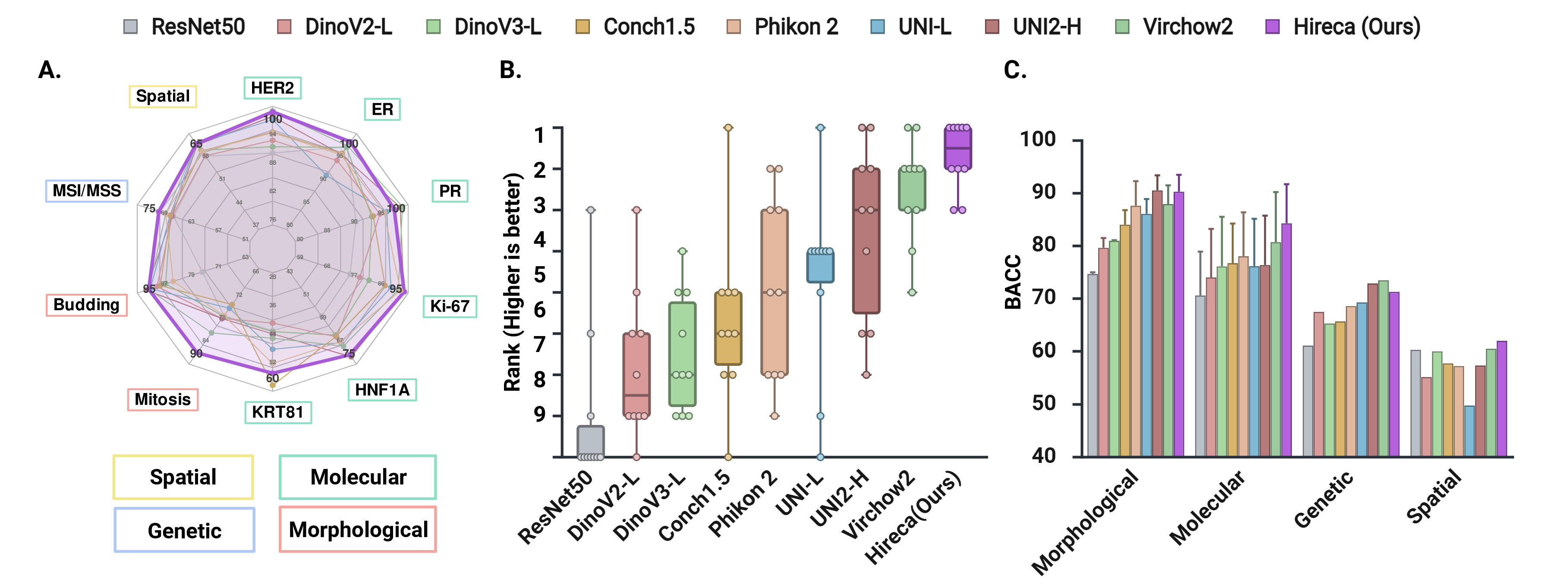 Figure 2: Hireca vs Eight state-of-the-art methods across three experiments covering four biomarker categories. A) Radar graph of the task-level balanced accuracy (BACC) across ten biomarker tasks: Hireca achieves the highest BACC on multiple tasks and remains competitive across the full benchmark. B) Overall ranking across ten biomarker tasks: The rank is based on BACC, a higher rank indicates better performance. Hireca attains the best aggregate ranking among all compared baselines. C) Mean BACC across 4 biomarker categories: Hireca shows the strongest average performance in the histomorphological, molecular, and spatial transcriptomic proxy categories, and remains competitive in the genetic alteration biomarker setting despite using a smaller backbone than some leading baselines.
