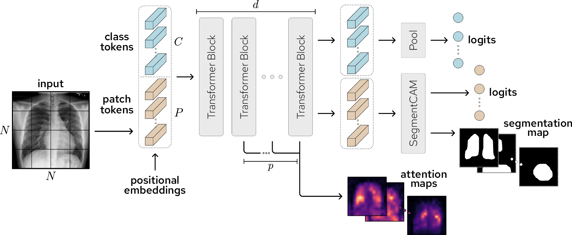 Figure 1: Illustration of the proposed CLARiTy model. An input chest X-ray image is split into N^2 patches and embedded into P patch tokens, where they are concatenated with C class tokens. Learned positional embeddings are added to produce C+P input tokens to the transformer. A series of d transformer blocks extract relevant information for classification and weakly-supervised localization. At the output, the C class tokens are passed through an attention pooling module to produce class token logits. The output P patch tokens are passed through the SegmentCAM module, where foreground logits and a segmentation map are produced. The self-attention maps from the final p transformer blocks are fused together to produce class-specific attention maps.