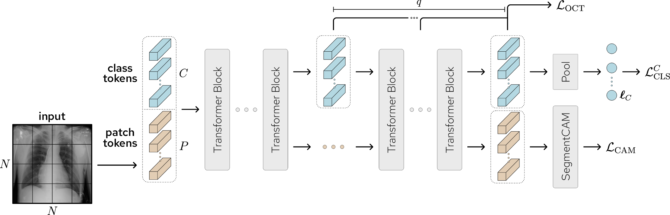 Figure 4: Illustration of the proposed CLARiTy model. During training, the final q layers of class tokens are regularized using the orthogonal class token loss \mathcal{L}_{\mathrm{OCT}}, which promotes orthogonality between class tokens. Following the attention pooling layer, the class token logits are used to calculate the class token classification loss \mathcal{L}_{\mathrm{CLS}}^{C}. The outputs of the SegmentCAM module are used to calculate the combined CAM loss \mathcal{L}_{\mathrm{CAM}}.