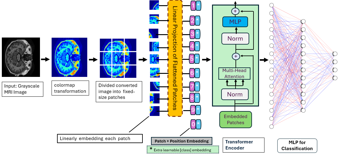 Figure 3: PseudoColorViT pipeline. The proposed framework follows the Vision Transformer architecture introduced in [7]. A 2D grayscale medical image is first converted into a pseudo-color representation, yielding a three-channel input that preserves anatomical structure while enhancing texture and contrast information. The pseudo-colored image is then partitioned into fixed-size patches, which are linearly projected and augmented with positional encodings. A learnable classification token is appended to the patch sequence and processed by the Transformer encoder. The final encoded representation is passed through a classification head to produce the disease prediction.