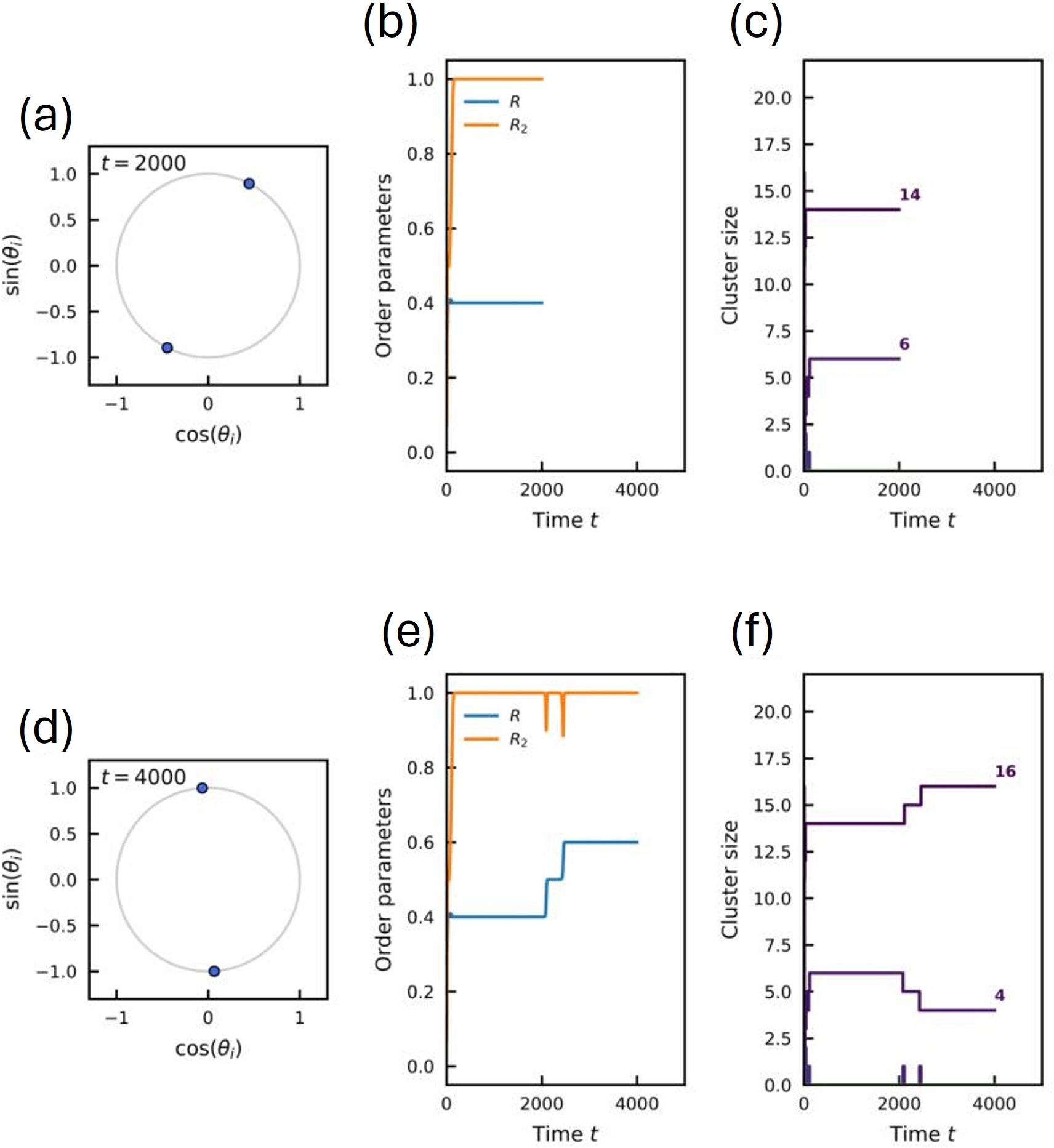 Figure 3: Snapshots of the system state before and after a switching event for N=20. (a–c) State at t=2000 (before the switch). (a) Instantaneous phases on the unit circle showing two well-separated clusters. (b) Time evolution of the order parameters R and R_2. (c) Time evolution of the cluster sizes, showing a partition into 14 and 6 oscillators. (d–f) State at t=4000 (after the switch). (d) Instantaneous phases. (e) Evolution of order parameters; note the jump in R and R_2 coinciding with the switch. (f) Cluster sizes reorganize into a partition of 16 and 4 oscillators.