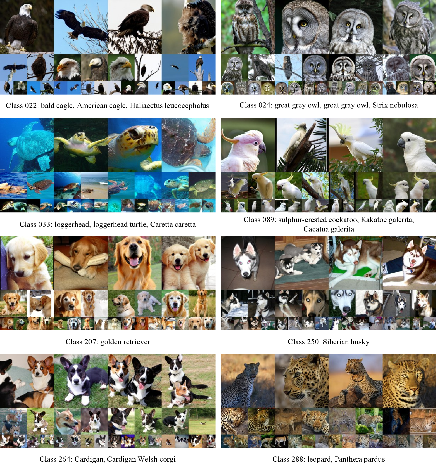 Figure 9: Uncurated visualization results of LightningDiT-XL/1 + IG (1.8) use CFG with w = 2.5.