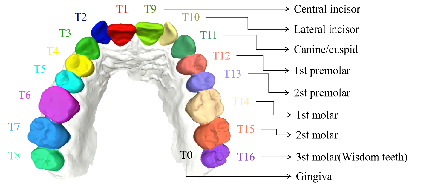 Figure 4: The index of teeth. All teeth, including wisdom teeth, are labeled into 16 categories. The teeth with relative positions on both sides belong to the same category.