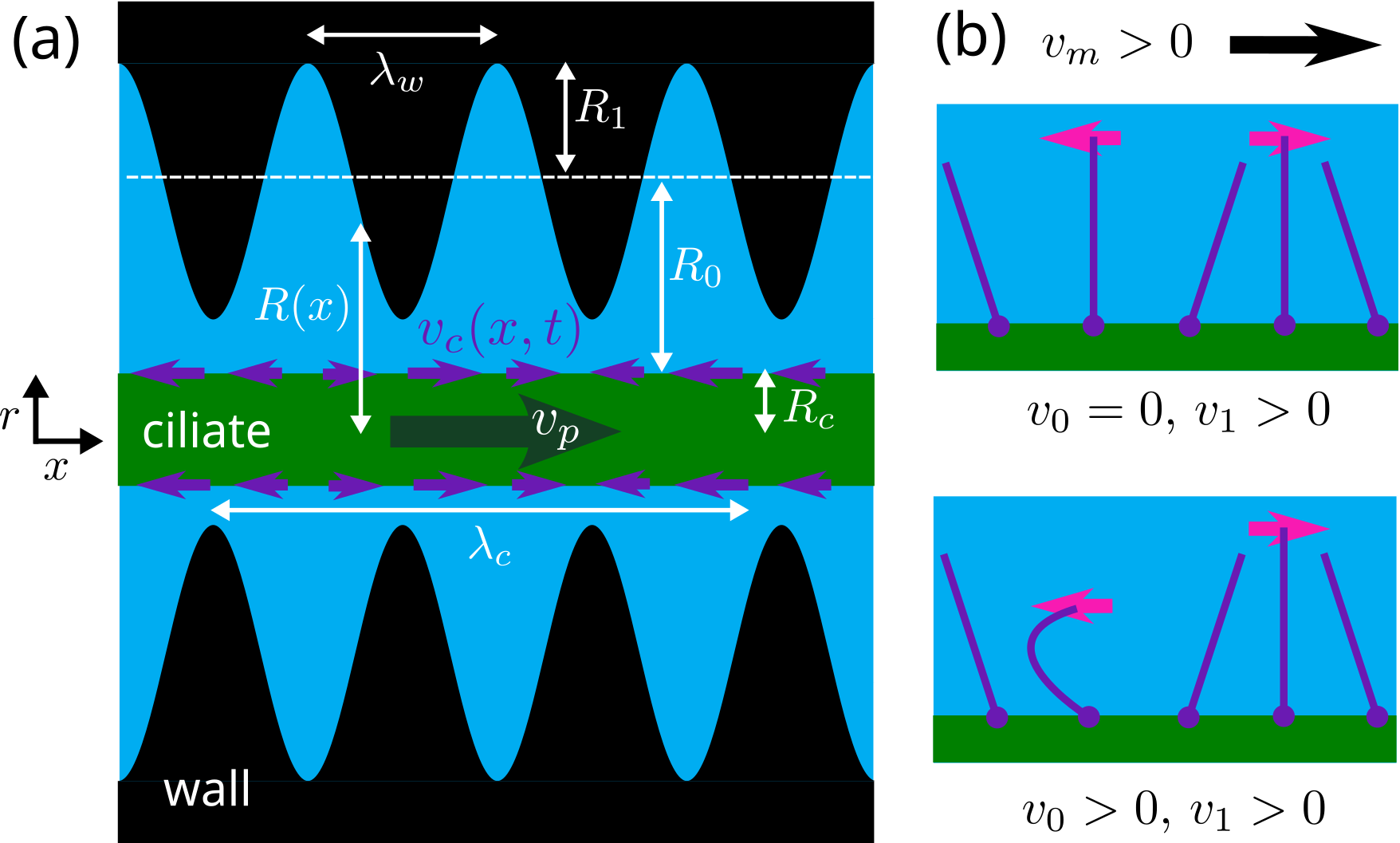 Figure 1: (a) Schematic of a long ciliate (green cylinder) that swims in a cylindrical channel with corrugated walls, which are depicted in black while the surrounding fluid is drawn in blue. The cilia are coarse-grained to an effective slip velocity v_c, represented by purple arrows on the surface of the ciliate, while the ciliate moves with velocity v_p. (b) Schematics of a reciprocal (above) and non-reciprocal (below) ciliary beat pattern. Pink arrows indicate the direction of motion of the single cilia. The metachronal wave travels from left to right with speed v_m >0. For a sufficiently sparse ciliary carpet, the net fluid flow of the reciprocal beat pattern is negligible.