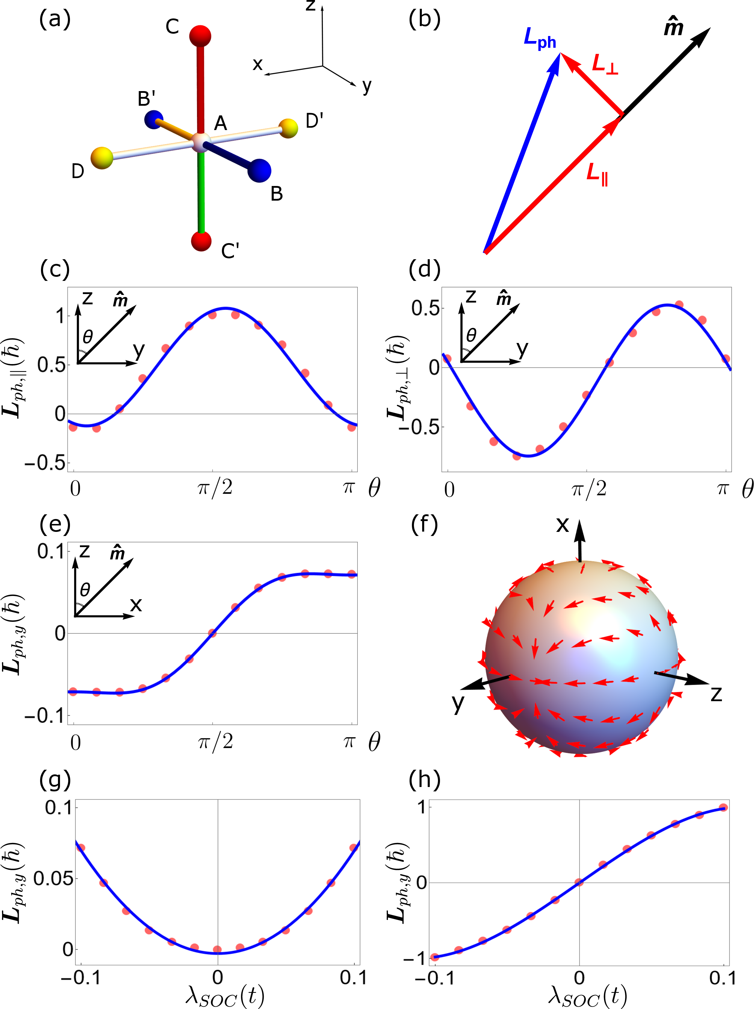 Figure 2: The phonon angular momentum of the lattice model. (a) The unit cell of the lattice model. Bonds with different hopping amplitudes are showing with different colors. (b) The decomposition of phonon angular momentum into parallel and perpendicular components. (c) and (d) The L_{ph,\parallel} and L_{ph,\perp} with \hat{\boldsymbol{m}} rotating in the zy plane. (e) The L_{ph,y} with \hat{\boldsymbol{m}} rotating in the xz plane. (f) The dipolar structure of the L_{ph,\perp}. (g) and (h) The L_{ph,\perp} as a function of the strength of the spin-orbit coupling with \hat{\boldsymbol{m}}\parallel \hat{z} and \boldsymbol{\delta} in the spin-orbit coupling along \hat{z} (in (g)) and \hat{y} direction (in (h)).