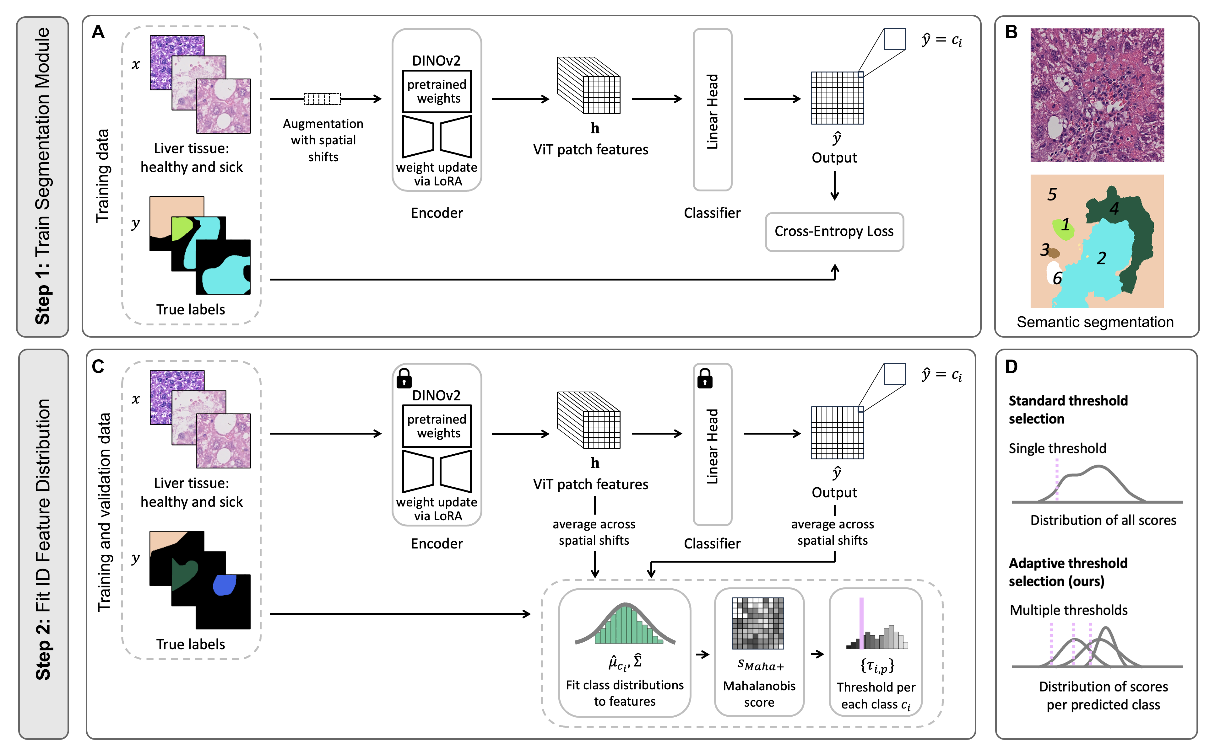Figure 1: Two-step training approach of the system that performs semantic segmentation of tissue states with available training data (in-distribution (ID) data; i.e., healthy tissue and a set of common pathologies); additionally, it can detect tissue states without training examples as out-of-distribution (OOD) anomalies (i.e., rare pathologies, or artifacts). A. In Step 1, the system is trained as a conventional segmentation approach using a foundation model (DINOv2), adjusted to the known histopathology data. B. Example of a segmentation output on mouse liver stained in H&E. On this patch, alongside with healthy tissue (5), several anomaly types are detected: ballooning (1), inflammation (2), mitosis (3), and necrosis (4). Segmentation also shows a void in the tissue (6), resulting from cross-sectioning the vascular system. C. In Step 2, the trained segmentation model is used to encode images pixelwise into descriptive features, which allow to detect anomalies. For each ID histopathology class, the distribution in the feature space is obtained and the mean (class-wise) and covariance matrix (shared over classes) of these features is used to obtain the Mahalanobis score. We determine thresholds on the scores per class, motivated by a strong class-specific variability. At inference time we use the pixelwise scores of all classes to discriminate between known ID data and unknown OOD data using the encoded features of a test image. D. Schematic difference between the standard threshold selection strategy where all scores from the training/validation set form a single distribution and adaptive per-class selection strategy where we decompose the global score distribution into class-specific distributions and assign individual thresholds.