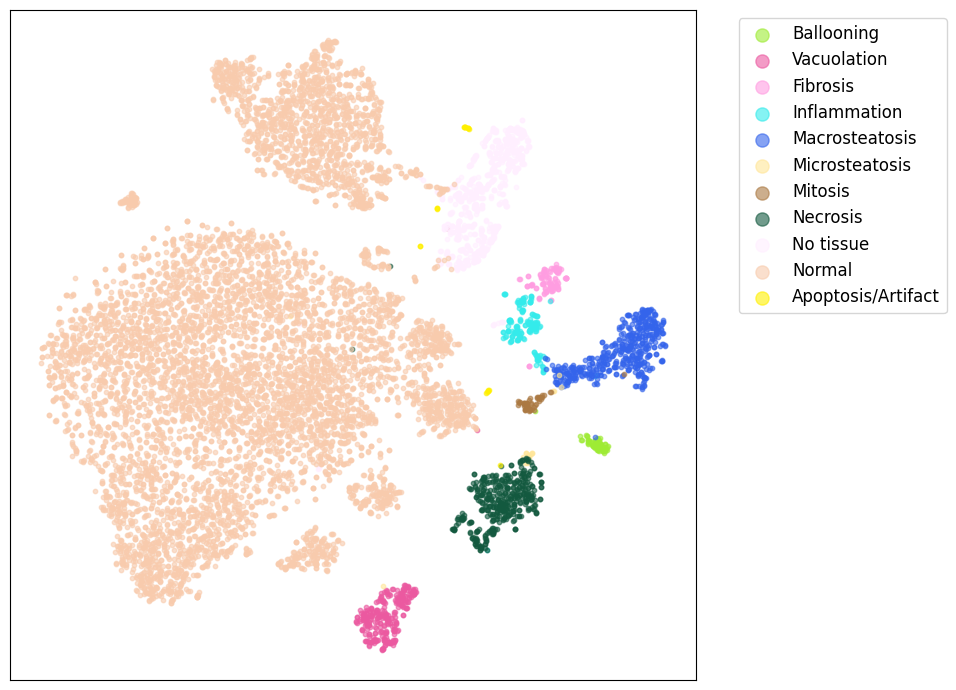 Figure 14: t-SNE visualization of feature representations of pixels on the test set. Overall, t-SNE illustrates separability for major tissue patterns, while rare or visually ambiguous classes exhibit overlap. The unknown class (Apoptosis/Artifact) partially occupies a near-OOD region of the feature space illustrating challenging OOD detection.