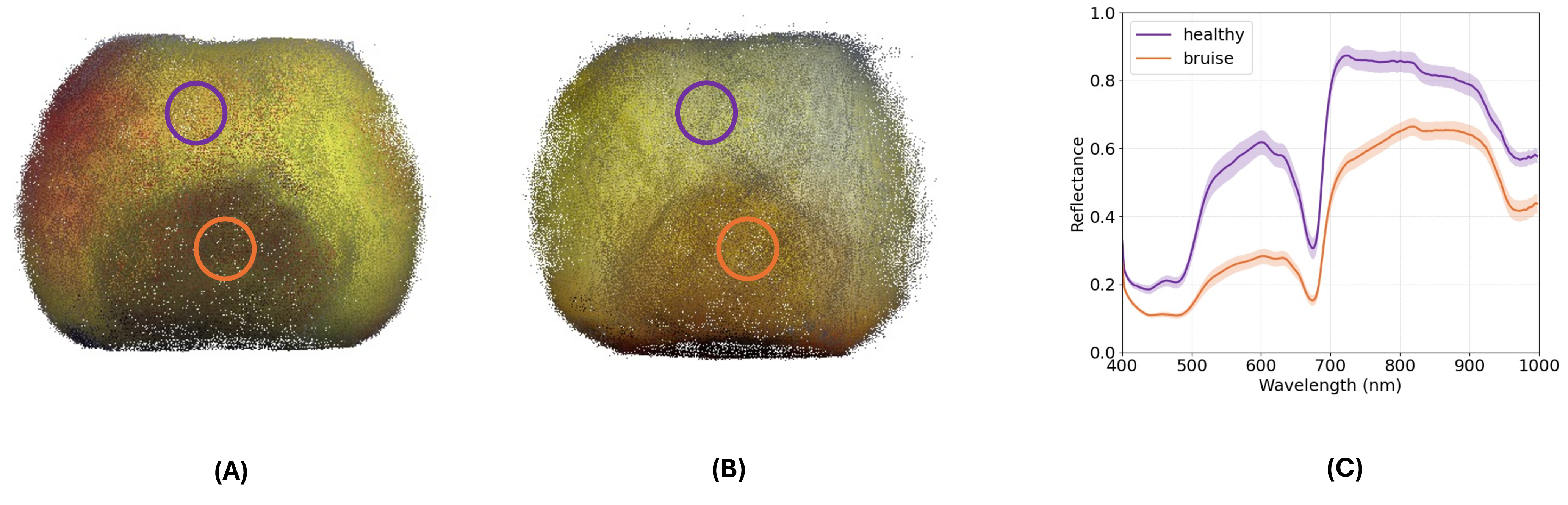 Figure 9: Apple visualization and spectra. (A) Pseudo-RGB (598, 548, 449 nm). (B) Bruise-contrast composite (801, 708, 551 nm). (C) Mean reflectance spectra from the marked healthy and bruised regions.
