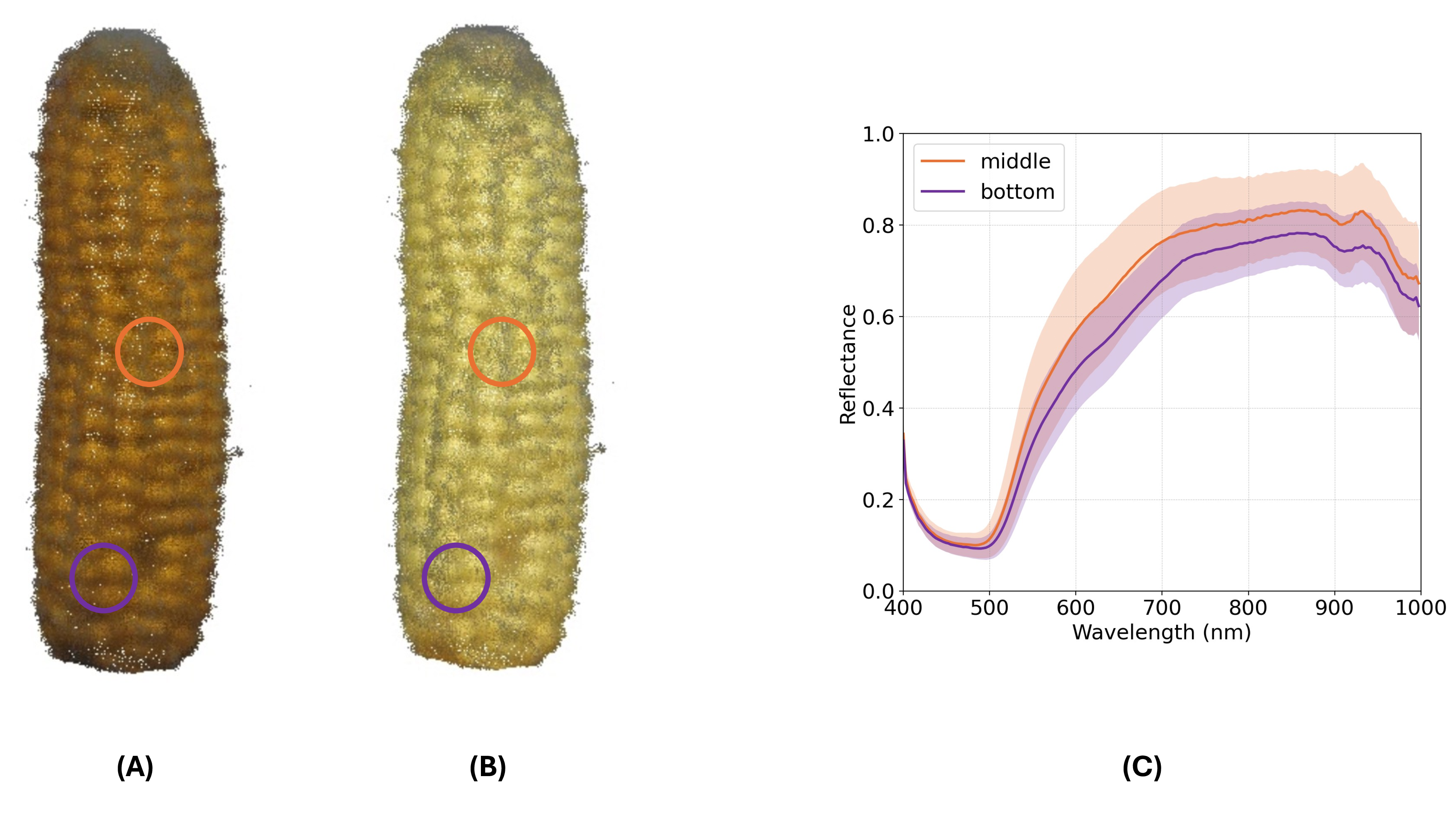 Figure 10: Maize reconstructions under different band triplets. (A) Visible composite [650, 540, 470] nm. (B) NIR-inclusive maize triplet [850, 580, 490] nm. (C) Spectral reflectance curves extracted from the highlighted surface regions in (A) and (B).