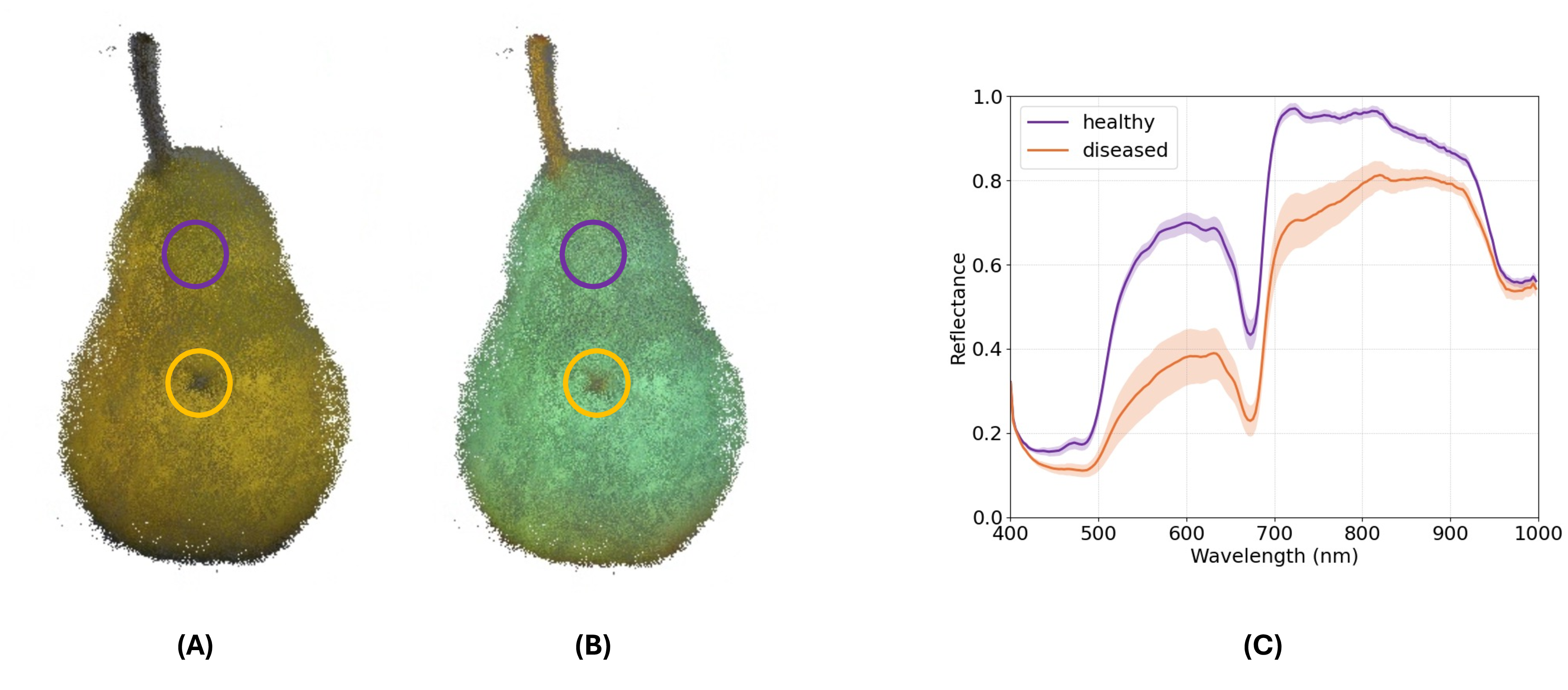 Figure 11: Pear visualization and spectra. (A) Pseudo-RGB composite. (B) Disease-oriented composite (980, 710, 550 nm). (C) Mean reflectance spectra from the marked healthy and diseased regions.