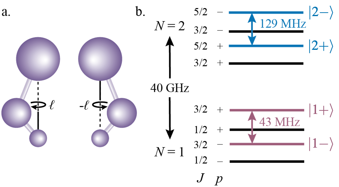 Figure 1: a. A visual depiction of the vibrational bending mode of the molecule. The projection of the vibrational angular momentum onto the internuclear axis is given by \ell. b. N=1 and N=2 rotational state structure in the \tilde{X}(010) vibronic state of CaOH, containing parity doublet states. The degeneracy between parity doublet states is split by Coriolis interactions which separate in-plane and out-of-plane vibrations, where \ket{\pm} = \frac{1}{\sqrt{2}}\left(\ket{\ell}\pm(-1)^{N-\ell}\ket{-\ell}\right). The qubit states examined in this work are fully stretched states labeled \ket{1+} and \ket{1-} in N=1 and \ket{2+} and \ket{2-} in N=2.