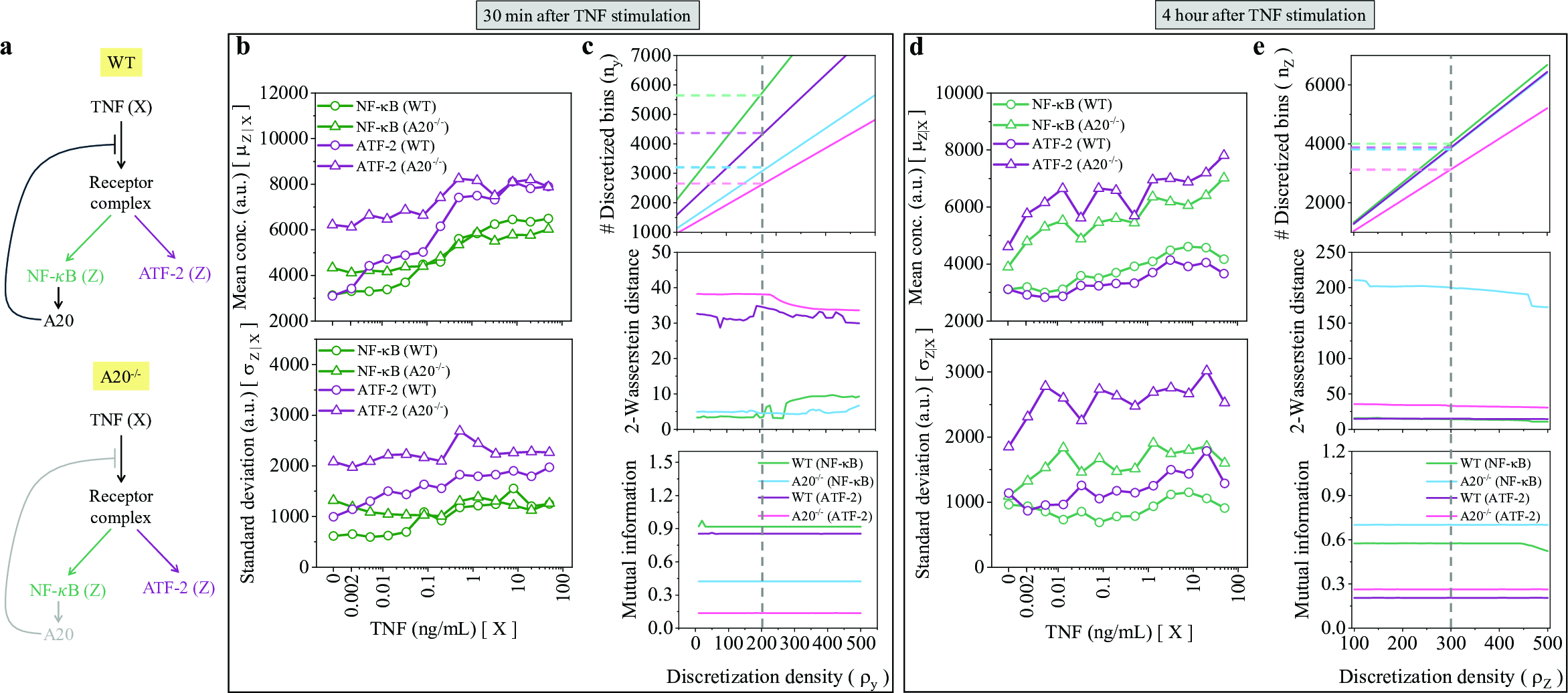 Figure 10: Experimental system and data processing. a Schematics of TNF signaling in WT and A20^{-/-} cells. b The dose-response statistics at 30 minutes after TNF stimulation. c Convergence of MI and the 2-WD as a function of discretization at 30-minute time point. d The dose-response statistics at 4 hours after TNF stimulation. e Convergence of MI and the 2-WD as a function of discretization at 4-hour time point.