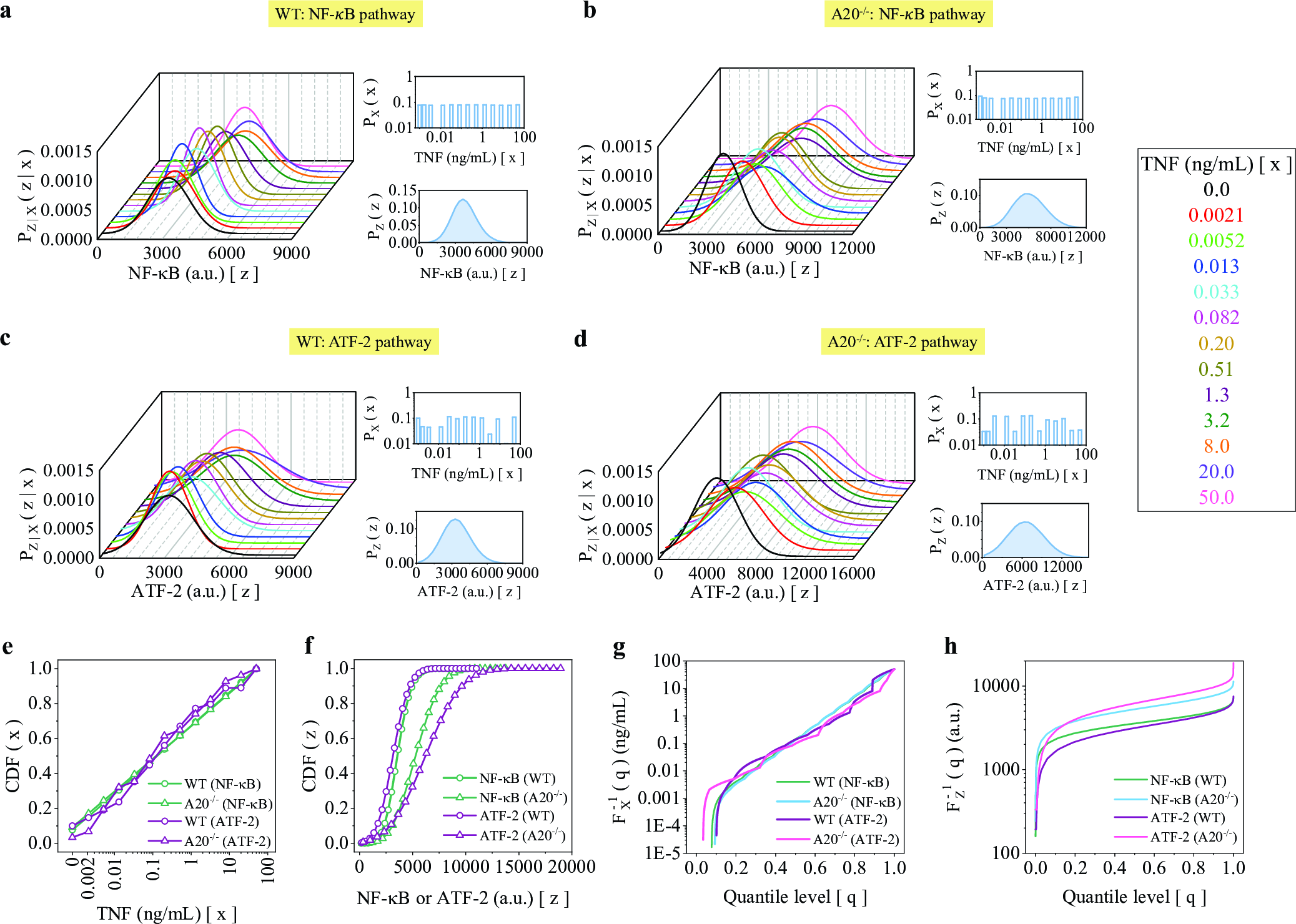 Figure 11: Representative reconstructed distributions at 4-hour time point. Gaussian conditionals, optimized input distributions, and output marginals for a NF-\kappaB in WT cells, b NF-\kappaB in A20^{-/-} cells, c ATF-2 in WT cells, and d ATF-2 in A20^{-/-} cells. e CDF of input distribution. f CDF output distribution. g Quantile function of input distribution. h Quantile function of output distribution. The distribution profiles at 30-minute time point have not been shown explicitly to avoid redundant panels.