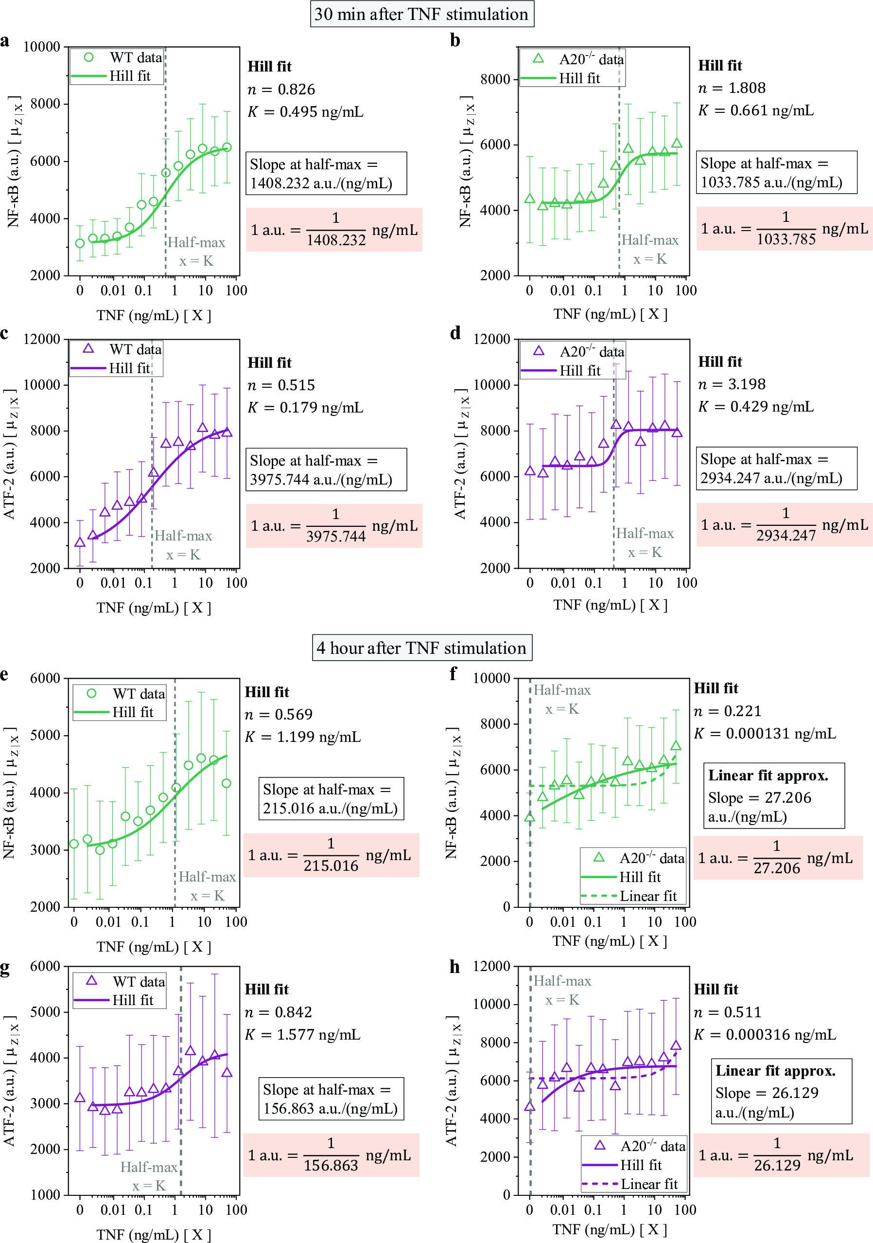Figure 12: Dose-response fitting and mapping factors. a WT cells with Hill fit and slope at half-maximum for NF-\kappaB at 30-minute time point. b A20^{-/-} cells with Hill fit and slope at half-maximum for NF-\kappaB at 30-minute time point. c WT cells with Hill fit and slope at half-maximum for ATF-2 at 30-minute time point. d A20^{-/-} cells with Hill fit and slope at half-maximum for ATF-2 at 30-minute time point. e WT cells with Hill fit and slope at half-maximum for NF-\kappaB at 4-hour time point. f A20^{-/-} cells with linear fit due to the lack of a sigmoidal profile for NF-\kappaB at 4-hour time point. g WT cells with Hill fit and slope at half-maximum for ATF-2 at 4-hour time point. h A20^{-/-} cells with linear fit due to the lack of a sigmoidal profile for ATF-2 at 4-hour time point. Slopes define the mapping from a.u. to ng/mL (orange colored block). The mean and corresponding error bars are obtained from the mean and standard deviation, respectively, given in Fig. 1b,d. 