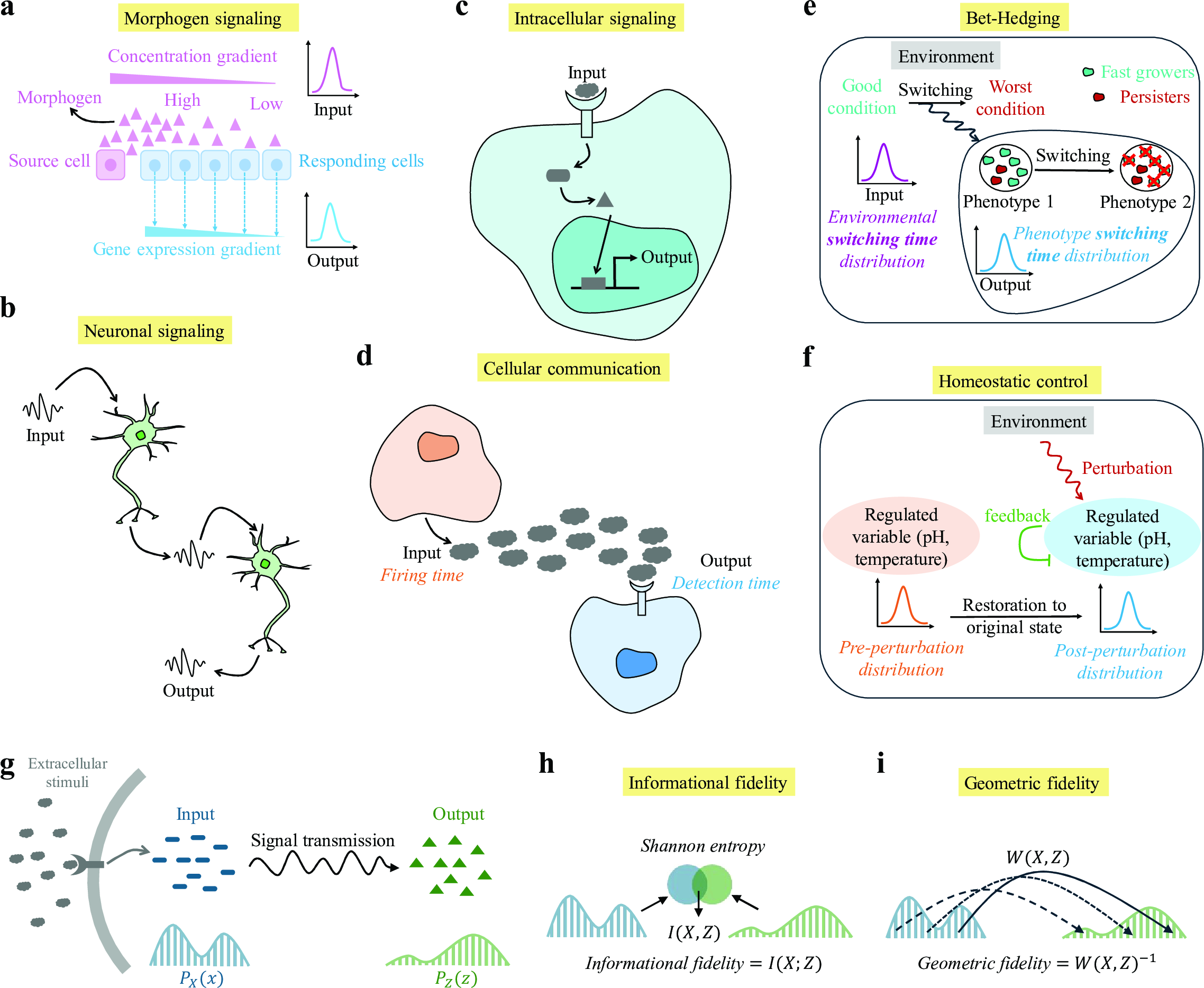 Figure 1: Schematics of signaling systems and the fidelity representations. Illustrative examples of signaling pathways: a morphogen signaling [9], b neuronal signaling [10], c intracellular signaling [11], [12], d cell-to-cell communication [13], e bet-hedging [14], and f homeostatic control [15], [16]. g A general scheme of signal transduction. Here, the input X acts as an internal representation of the external signals. The input distribution P_X(x) is processed into an output Z with distribution P_Z(z). h Informational fidelity is defined as MI between X and Z, I(X;Z). The MI is shown in terms of the overlap of Shannon entropies. i Geometric fidelity is defined as the inverse of the 2-WD, W(X,Z)^{-1}. The 2-WD W(X,Z) is introduced via an optimal transport problem.