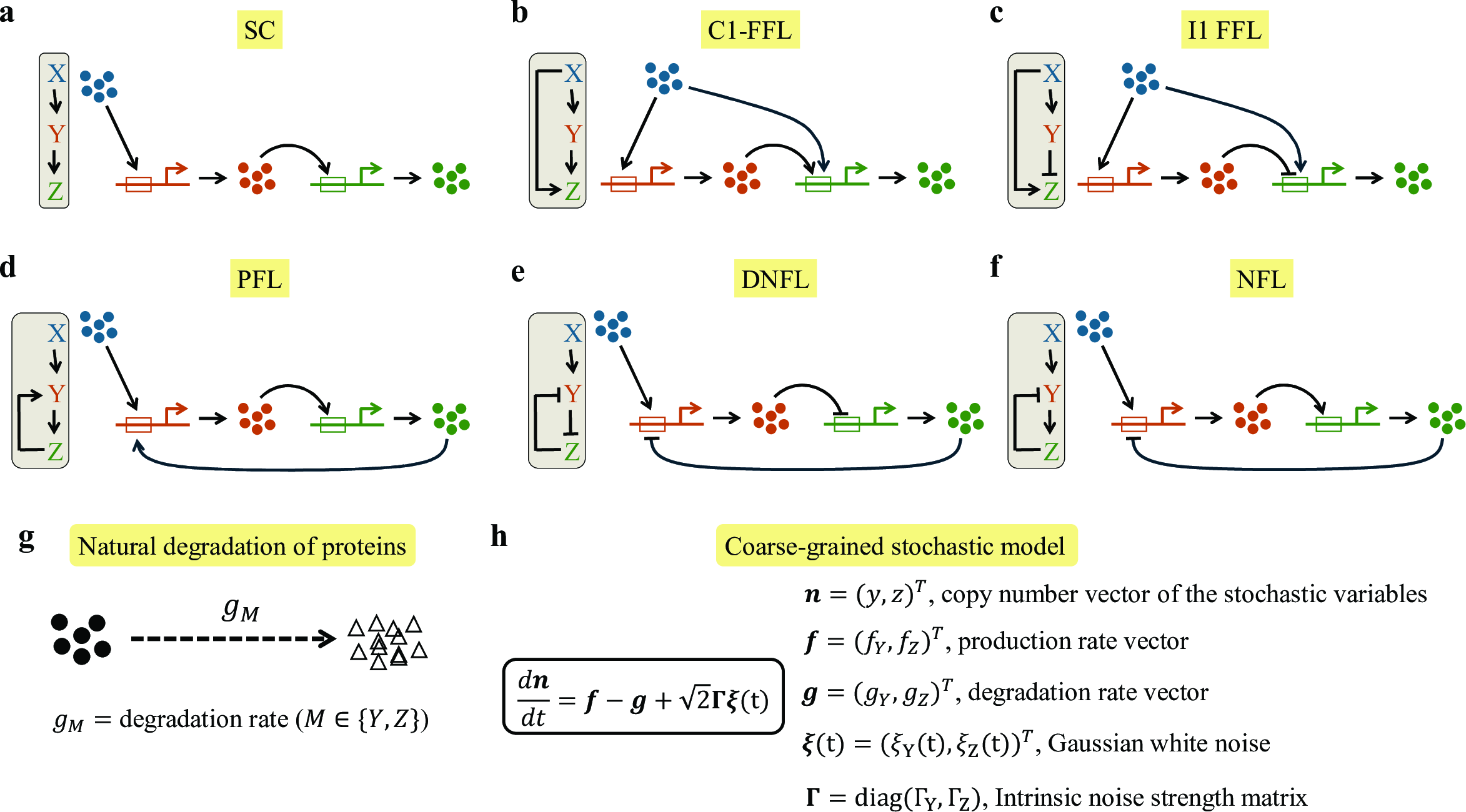 Figure 3: Schematics of gene regulatory motifs and governing dynamical equation. a Simple cascade: the input X activates Y, which subsequently activates Z. b Coherent type-1 feed-forward loop: X activates both Y and Z, and Y activates Z. c Incoherent type-1 feed-forward loop: X activates both Y and Z, but Y represses Z. d Positive feedback loop: X activates Y, which again activates Z, and Z activates Y forming the feedback. e Double negative feedback loop: X activates Y, which represses Z, and Z represses Y. f Negative feedback loop: X activates Y, which again activates Z, but Z represses Y. g Natural degradation with rate g_M (M \in \{Y, Z \}) is illustrated. h The stochastic model for the gene regulatory motifs is shown. Here, \boldsymbol{\xi}(t) denotes the Gaussian white noise satisfying \overline{\xi_M(t)}=0 and \overline{\xi_M(t)\xi_{M'}(t')}=\delta_{M{M'}}\delta(t-t') with M \in \{ Y,Z \} and M' \in \{ Y,Z \}. The overbar \overline{\cdots} represents the ensemble average.