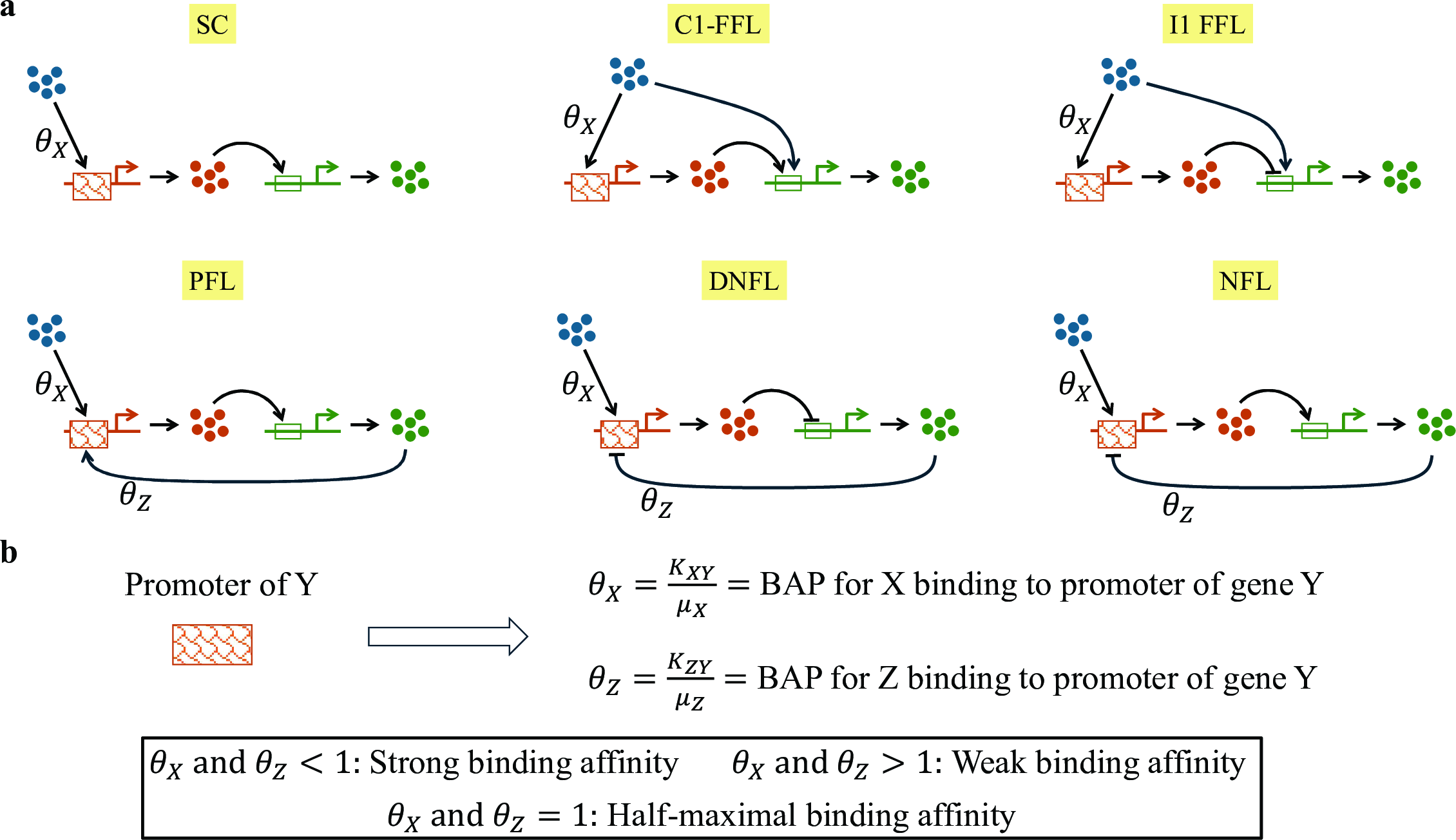 Figure 4: Binding affinity parameters \theta_X and \theta_Z. a Schematic illustration of \theta_X and \theta_Z across different network motifs. b Definition of the binding affinity parameters. \theta_X and \theta_Z represent the effective binding affinities of X and Z, respectively, to the promoter of gene Y.