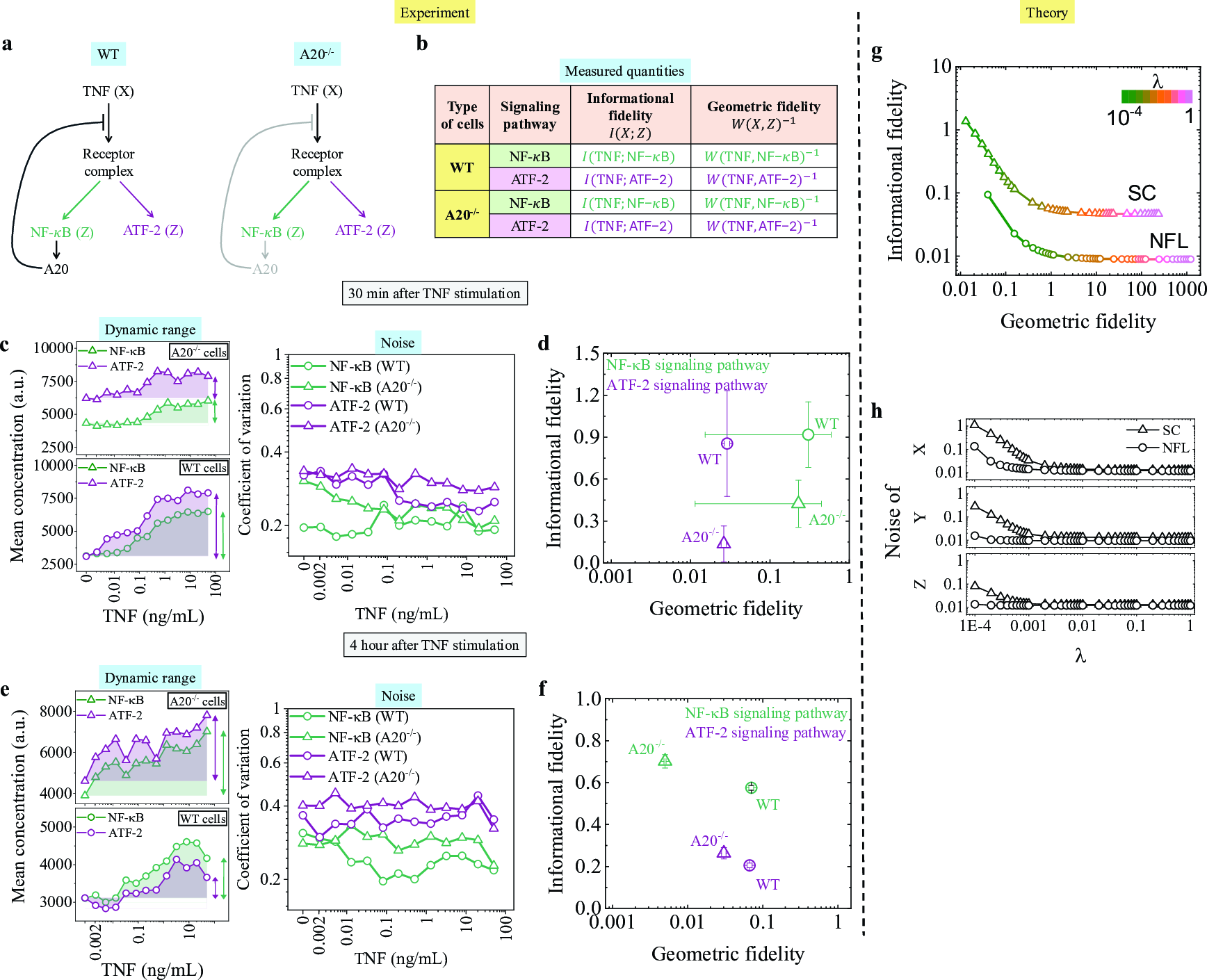 Figure 6: Experimental and theoretical signatures of dual-fidelity in TNF signaling a Schematic of TNF signaling in WT and A20^{-/-} cells. b Summary of measured quantities: INF I(X;Z) and geometric fidelity W(X,Z)^{-1} for NF-\kappaB and ATF-2 pathways in both cell types. c Mean concentration and CV as functions of TNF concentration at 30 minutes after stimulation. These profiles characterize the dynamic range and noise (cell-to-cell variability) of each output, and are generated from the reported dose-response statistics [5]. See \textit{Supplementary Sec.~S7} for details. d Informational fidelity plotted against geometric fidelity at 30 minutes after TNF stimulation. Informational fidelity is expressed in bits, and geometric fidelity is expressed in the unit reciprocal to TNF concentration. e Mean concentration and CV as functions of TNF concentration at 4 hours after stimulation. f Informational fidelity plotted against geometric fidelity at 4 hours after TNF stimulation. g Dual-fidelity curves for simple cascade with \theta_X=1 and negative feedback loop with \theta_X=1 and \theta_Z=1, across different values of \lambda. These plots are reproduced from Figs. 5a and 5f. Here, the informational fidelity is also expressed in bits, but the geometric fidelity has the unit reciprocal to the copy numbers (units of X and Z). h Optimal noise (\eta_L^{2*}) of X, Y, and Z for SC and NFL motifs with same BAPs. \eta_X^{2*} is obtained from Eq. (6 ), while the other two are computed from their expressions in terms of noise of X, as provided in the Supplementary Sec. S1.