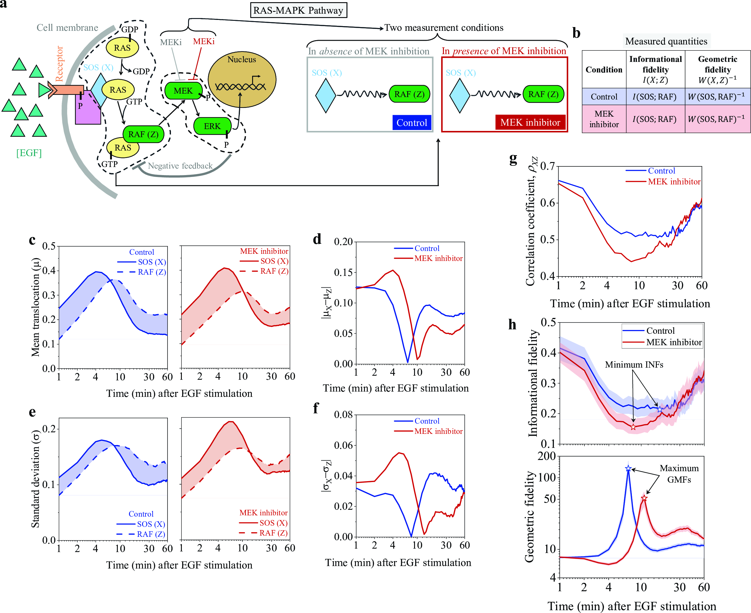 Figure 7: Dual-fidelity signature in RAS-MAPK signaling a Schematic of RAS-MAPK signaling pathway. The analysis compares two experimentally probed conditions: control and MEK-inhibited conditions. b Summary of measured quantities: informational fidelity I(X;Z) and geometric fidelity W(X,Z)^{-1} for both conditions. c Temporal variations in mean translocation levels for SOS and RAF under control and MEK-inhibited conditions. d Absolute difference between the mean translocation levels of SOS and RAF for both conditions. e Temporal variation in the corresponding standard deviations of SOS and RAF translocation. f Absolute difference between the standard deviations of SOS and RAF for both conditions. The mean and standard deviation profiles were computed from the reported single-cell time-series data [38]. g Temporal variation in the correlation coefficient between SOS and RAF under both conditions. h Temporal profiles of informational fidelity and geometric fidelity between SOS and RAF under control and MEKi conditions. The marked points indicate the minimum of the INF trajectory and the maximum of the GMF trajectory for both conditions, which summarize the strongest transient loss of statistical coupling and the strongest transient distributional correspondence during each signaling trajectory. Informational fidelity is expressed in bits, whereas geometric fidelity is dimensionless because the reported fluorescence intensities are normalized values [38].