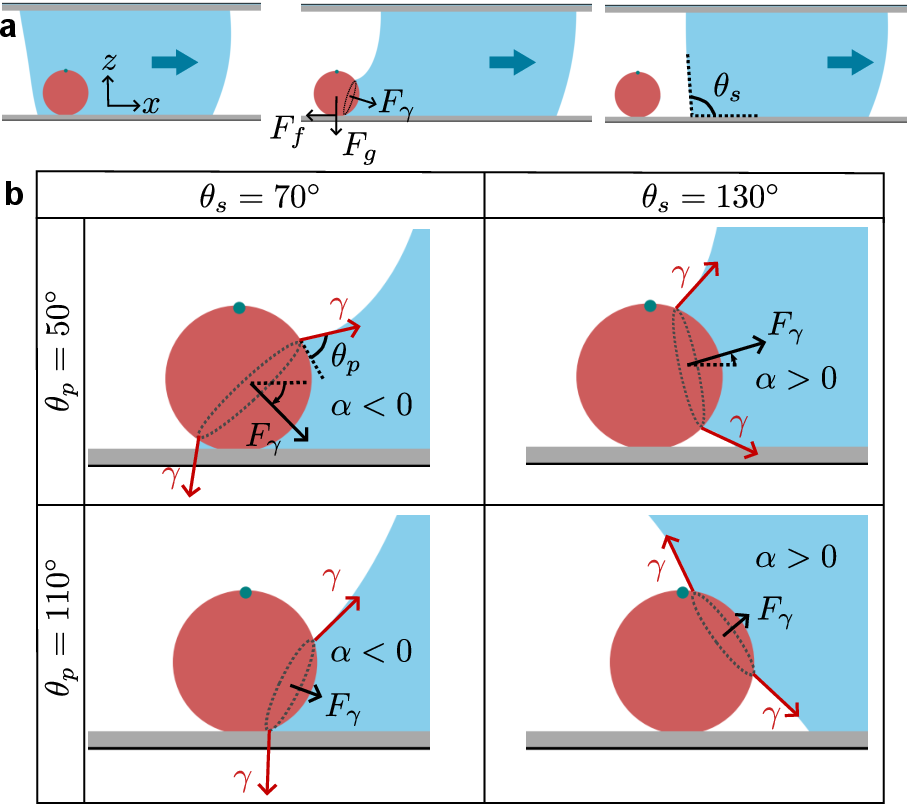 Figure 2: (a) Simulation snapshots of liquid-air interface moving across a particle. The contact angle on the top surface was set to (180^\circ-\theta_s) so that the interface is initially straight to replicate the scenario where a small particle interacts with a large drop. (b) Magnified simulation snapshots showing the shape of the capillary bridge and the orientation of the capillary force for different \theta_p and \theta_s. The total capillary force F_\gamma was obtained by integrating the surface tension vector (red arrows) along the three-phase contact line (dashed circle in gray). The magnitude of F_\gamma depends mainly on \theta_p whereas its orientation \alpha depends on both \theta_s and \theta_p.