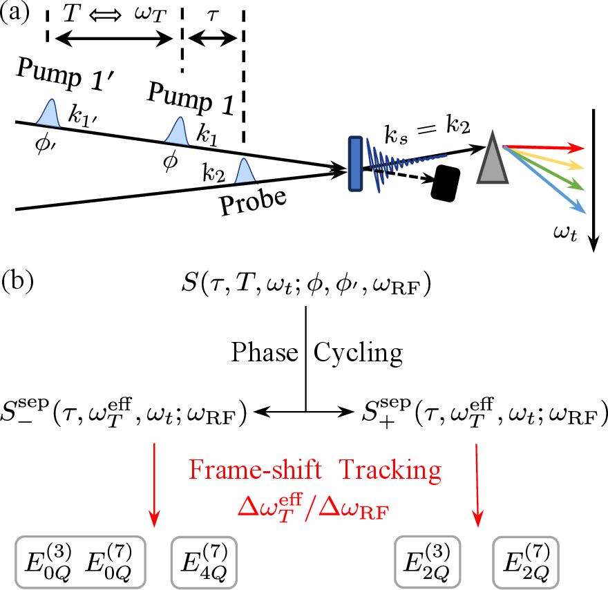 Figure 2: Pulse sequences and the procedure for extracting higher-order signals.(a) Pulse sequences of 2D spectroscopy under pump–probe geometry.The wave vectors of the two pump pulses are denoted as \mathbf{k}_{1}and \mathbf{k}_{1'}, with \mathbf{k}_{1}=\mathbf{k}_{1'}. Thewave vector of the probe pulse is \mathbf{k}_{2}. Additionally,the probe pulse also acts as the local oscillator (LO), allowing forheterodyned detection of signals with wave vector \mathbf{k}_{s}=\mathbf{k}_{2}.Time zero is defined as the moment when the signals are generated.(b) Signals S(\tau,T,\omega_{t};\phi,\phi',\omega_{\text{RF}})are measured in three rotating frames with the same phase cycles.In each frame, the signals are processed using phasing cycling andcausality enforcement to obtain the separated spectral signals S_{+}^{\mathrm{sep}}(\tau,\omega_{T}^{\mathrm{eff}},\omega_{t};\omega_{\text{RF}})and S_{-}^{\mathrm{sep}}(\tau,\omega_{T}^{\mathrm{eff}},\omega_{t};\omega_{\text{RF}}).The peak positions in each frame are determined via two-dimensionalGaussian fitting. Signals of different orders are then separated basedon the distinct ratio \Delta\omega_{T}^{\mathrm{eff}}/\Delta\omega_{\text{RF}}of their frame-dependent peak shifts, a procedure termed “frame-shifttracking”. The labels E_{2Q}^{(3)},E_{0Q}^{(3)},E_{4Q}^{(7)},E_{2Q}^{(7)}and E_{0Q}^{(7)} denote the signal fields that satisfy the phase-matchingconditions \mathbf{k}_{s}=\mathbf{k}_{2}+\mathbf{k}_{1}-\mathbf{k}_{1'},\mathbf{k}_{2}-\mathbf{k}_{1}+\mathbf{k}_{1'}, \mathbf{k}_{2}+3\mathbf{k}_{1}-3\mathbf{k}_{1'},\mathbf{k}_{2}-3\mathbf{k}_{1}+3\mathbf{k}_{1'}, and \mathbf{k}_{2}+\mathbf{k}_{1}-2\mathbf{k}_{1}-\mathbf{k}_{1'}+2\mathbf{k}_{1'},respectively. Certain signals, such as the field E_{0Q}^{(7)},share the same spectral frame and scaling ratio \Delta\omega_{T}^{\mathrm{eff}}/\Delta\omega_{\text{RF}}as the 3rd-order E_{0Q}^{(3)} signal. Yet, a subset of contributionsfrom E_{0Q}^{(7)} is located at distinctly separate frequency positions,revealing a more complex underlying structure. A detailed analysisof these features is provided in Section 2.D.