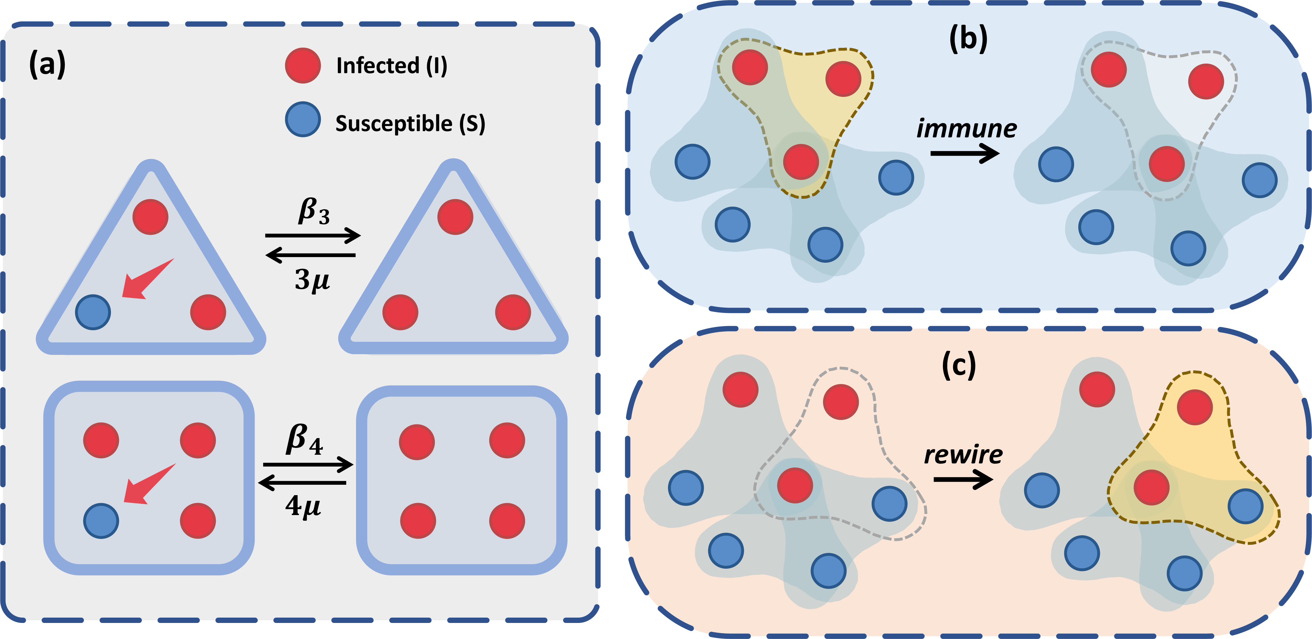 Figure 1: Schematic illustration of the adaptive epidemic model on uniform hypergraphs. (a) Demonstration of the s-SIS model. Red and blue circles represent infected and susceptible nodes, respectively, connected by hyperedges (light blue regions). Infection spreads with rate \beta_d when all d-1 other members in a hyperedge are infected, whereas each infected node recovers independently at rate \mu. (b) Illustration of the immunization process on a 3-uniform hypergraph. Hyperedges experiencing high infection pressure are selectively deactivated according to the adopted intervention strategy. (c) Illustration of the rewiring mechanism. Deactivated hyperedges are replaced by newly sampled ones to preserve structural connectivity while modifying higher-order interaction patterns. Together, these processes create a closed feedback loop between node-level epidemic states and the adaptive evolution of hyperedge activity.