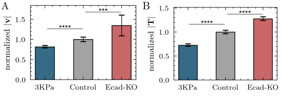 Figure 4: Mechanical perturbations tune multicellular activity. (A) Normalized mean cellular speed, |\mathbf{v}|, under substrate and adhesion perturbations. Substrate softening decreases collective motility, whereas E-cadherin knockout increases it. (B) Normalized mean traction magnitude, |\mathbf{T}|, measured by traction force microscopy. Relative to control, 3 kPa substrates reduce cell–substrate traction, whereas Ecad-KO increases it. Data are shown as mean \pm SD (n = 15). Statistical significance was assessed using Welch’s t-tests; ***p<0.001, and ****p<0.0001.