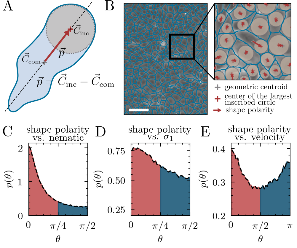 Figure 1: Shape polarity as a unifying structural order parameter. (A) Definition of the shape polarity vector \vec{p} = \vec{C}_{\mathrm{inc}} - \vec{C}_{\mathrm{com}} from the geometric centroid \vec{C}_{\mathrm{com}} to the center of the largest inscribed circle \vec{C}_{\mathrm{inc}} of a single cell. (B) Example epithelial monolayer with segmented cell boundaries (blue), geometric centroids (gray crosses), centers of the largest inscribed circles (red crosses), and shape polarity vectors (red arrows). Scale bar: 100 \mu m. (C) Probability distribution p(\theta) of the angle \theta between shape polarity and the local nematic director reconstructed from cell elongation, showing strong alignment and thus that the symmetric moment of \vec{p} reproduces the established nematic texture. (D) Distribution of \theta between shape polarity and the maximal principal stress direction \sigma_1. (E) Distribution of \theta between shape polarity and the cellular velocity, showing a bimodal form with minima near \theta \simeq \pi/2 and peaks at 0 and \pi, indicating that \vec{p} describes the principal axis of active motility. Shaded regions highlight the aligned (red) and non-aligned (blue) orientations.