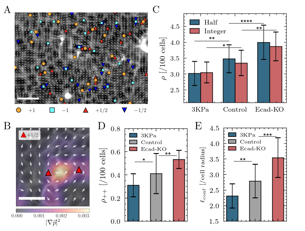 Figure 2: Activity-dependent defect coexistence and topological confinement. (A) Snapshot of the shape polarity field overlaid with the bright-field image and the full- (\pm 1) as well as half-integer (\pm 1/2) topological defects. The system exhibits a mixed topology characterized by the coexistence of full-integer and half-integer defects. Scale bar: 100\mum. (B) Representative visualization of the polar elastic energy density overlaid with the shape polarity field and the bright-field image. High-energy ridges (bright regions) reveal positive strings that bind pairs of positive half-integer defects (+1/2 \leftrightarrow +1/2). Scale bar: 100\mum. (C) Variation of defect density with effective activity. The population of both half- and full-integer defects significantly increases monotonically across low (3 kPa), intermediate (Control), and high (E-cad KO) activity regimes. (D, E) Statistics of confinement. Both the number of positive strings (D) and their length (E) increase with activity. Data are shown as mean \pm SD (n = 15). Statistical significance was assessed using Welch’s t-tests; *p<0.05, **p<0.01, ***p<0.001, and ****p<0.0001.