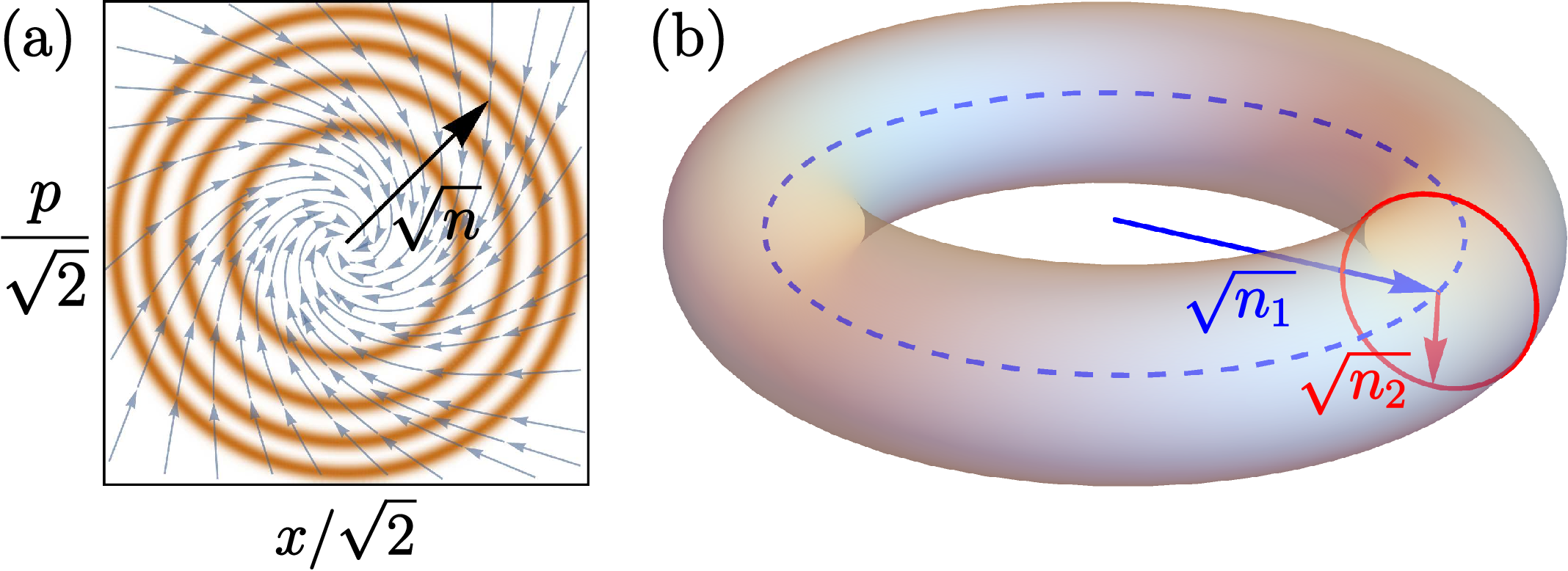 Figure 1: (a) Quantized “orbits” of a damped oscillator in the backdrop of classical trajectories. A Liouville eigenmode represents coherence between two such orbits or the population of an orbit. (b) For a quadratic system of N oscillators, an appropriately defined probability distribution localizes on a 2N-torus corresponding to the 2N normal modes (here N=1).