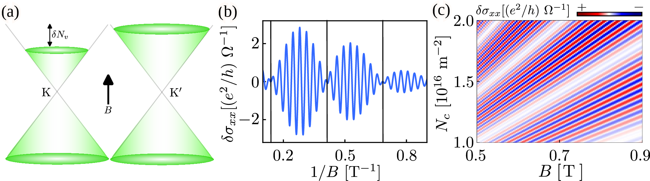 Figure 4: Fermi-surface beating from a constant fractional valley imbalance. (a) The two valleys have different carrier densities and therefore different Fermi-surface areas, while both experience the same magnetic field. (b) The oscillatory longitudinal magnetoconductivity shows a beating envelope periodic in 1/B. (c) The node trajectory follows N^{\rm VP}_{c,j}\propto(2j+1)B_{c,j}. We use p_v=0.06.