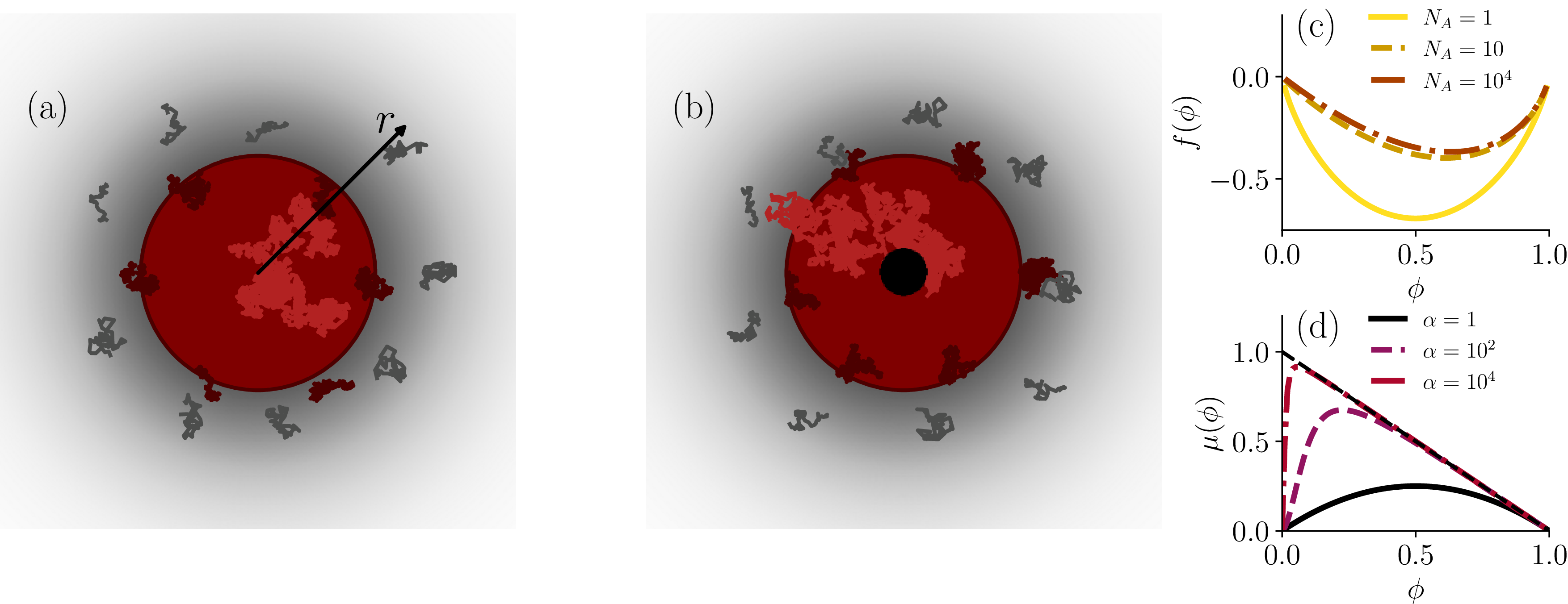 Figure 1: Passive (droplet) diffusion, and source-driven diffusion. (a) A sketch of an A-mer droplet interdiffusing into a B-mer surrounding medium. The A-mers are depicted as red polymers, and B-mers as gray ones. (b) A source-driven problem, where the source is depicted as a small black circle at the center of the droplet. The source generates A-mers, that then diffuse into the B-mers. (c) Plots of f(\phi) in the absence of interactions (\chi\!=\!0) and for monomer surroundings (N_B\!=\!1) for a wide range of polymer lengths N_A. Increasing the polymer length increases the energetic minima, and develops an asymmetry from \phi\!=\!0.5. (d) Plots of the friction function \mu(\phi) for various values of \alpha (the B-mers are assumed to be unentangled, \mu_B\!=\!1-\phi). As \alpha increases, the friction function approaches 1-\phi (drawn as dashed black line).