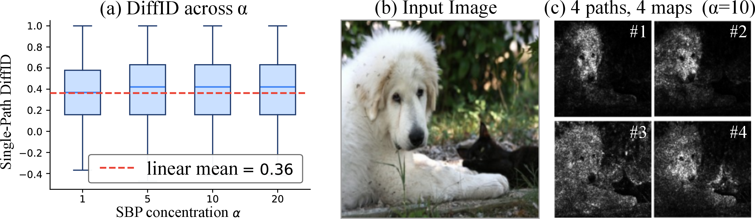 Figure 9: Path dependence and robustness to the SBP concentration \alpha (Oxford-IIIT Pet on ResNet18, 100 validation images). Left: single-path DiffID over 100 SBP paths per \alpha; the median is above the linear-path baseline for every \alpha \in \{1, 5, 10, 20\}. Right: four random SBP paths at \alpha{=}10 on the same input produce visibly different attributions.