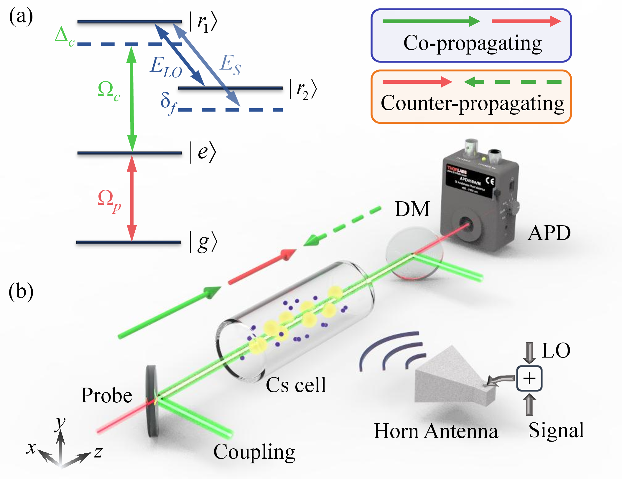 Figure 1: (a) Energy-level diagram of Rydberg EIT-AT. (b) Sketch of the experimental setup. An 852 nm probe laser (Rabi frequency \Omega_p) and a 509 nm coupling laser (\Omega_c) drive the ground atoms |g\rangle to the Rydberg state |r_1\rangle via an intermediate state |e\rangle. A LO field E_{LO} drives the resonant transition of |r_{1}\rangle\to |r_{2}\rangle, while the signal field E_S has a frequency difference \delta_f with the LO field. The coupling laser co-propagates (solid green arrow) or counter-propagates (dashed green arrow) with the probe laser. The transmission of the probe laser is detected by an avalanche photodiode (APD) after a dichroic mirror (DM). The LO field and the signal field are transmitted to the vapor cell by a horn antenna.