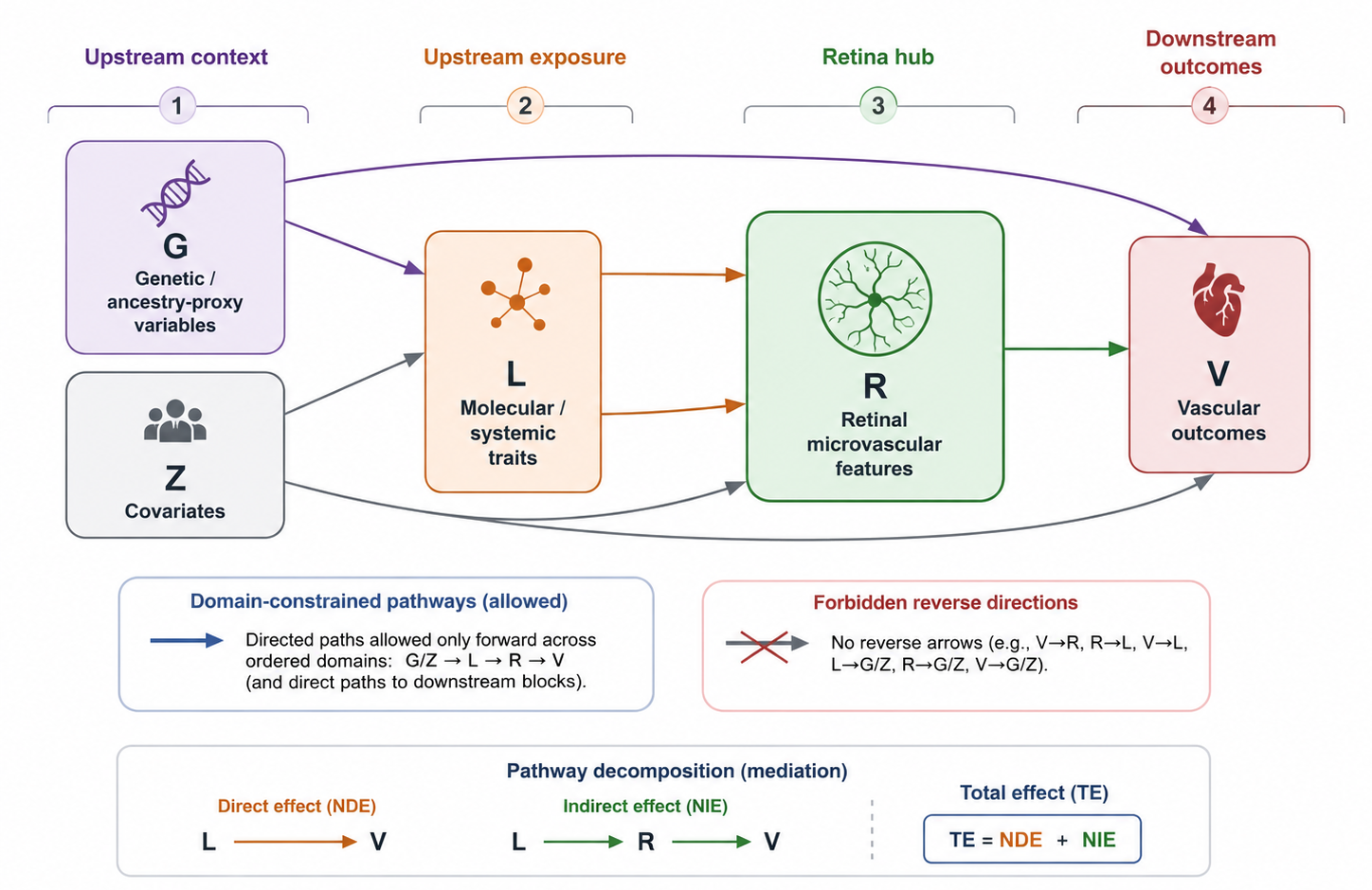 Figure 1: RetiSEM pathway prior. Genetic or ancestry-proxy variables (G), covariates (Z), and molecular traits (L) are organised upstream of retinal microvascular features (R) and vascular outcomes (V). Directed edges show the domain-constrained pathways allowed during structure learning and pathway decomposition.
