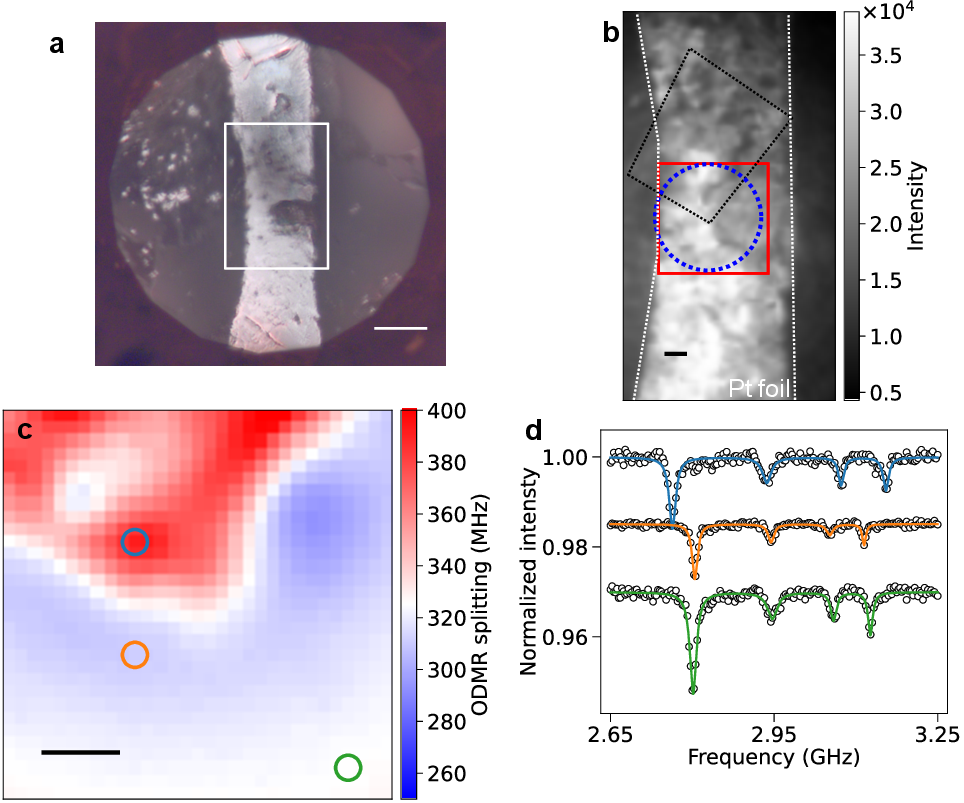 Figure 4: Wide-field ODMR at P_{\mathrm{ODMR}}=11.8 GPa and 300 K.(a) Optical scope image inside diamond anvil cell. The scale bar indicates 50 \mum.(b) Wide-field fluorescence image in the region of interest (ROI) shown in (a).The sample chamber position was identified from an optical image taken from the opposite side of the NV-containing diamond anvil.The black dotted line shows the estimated outline of the iron foil, the red solid square indicates the ROI used for ODMR analysis, and the blue dotted circle indicates the KCl-filled sample chamber region.(c) ODMR splitting map obtained from pixel-by-pixel fitting of the wide-field ODMR spectra in the ROI shown in (b).The ODMR splitting is defined as the frequency separation between the two resonance dips assigned to the [111]-oriented NV centers under an applied bias magnetic field of approximately 5.7 mT.Enhanced and reduced splitting regions correspond to stray-field components from the iron foil that are parallel and antiparallel to the applied bias field along the [111] NV axis, respectively.The colored circles indicate the positions at which the representative ODMR spectra in (c) were extracted.(d) Representative ODMR spectra obtained from regions with enhanced splitting, reduced splitting, and far from the iron foil.The ODMR spectra are vertically offset by 0.015 for clarity.The scale bars in (b) and (c) represent 10 \mum.