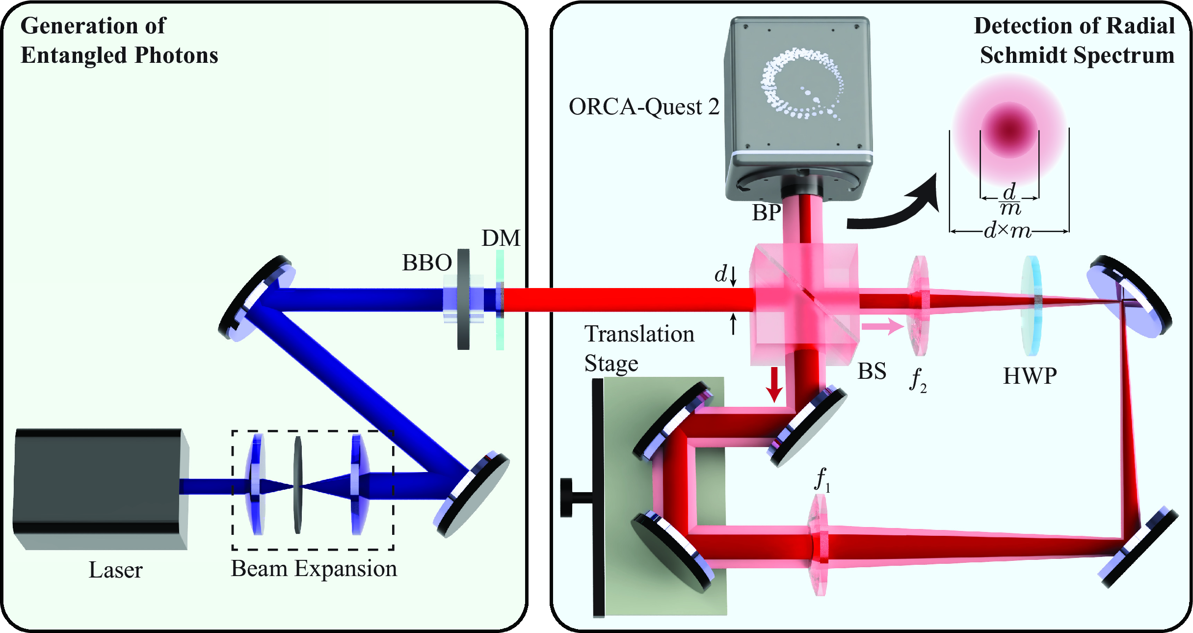 Figure 2: Experimental setup involving common-path Sagnac interferometer. Laser: ultraviolet (UV) laser; BS: beam splitter; BBO: \beta-Barium Borate crystal; HWP: half-wave plate (optic axis orientation \phi kept at 0 and \pi/4 radians from the horizontal); DM: dichroic mirror; BP: bandpass filter. We represent the reflected and transmitted beams at the BS with different colours (dark red and light red, respectively) to highlight the magnification due to 4f lens configuration. The BBO crystal is used for generation of entangled photons and the interferometer detects the radial Schmidt spectrum.