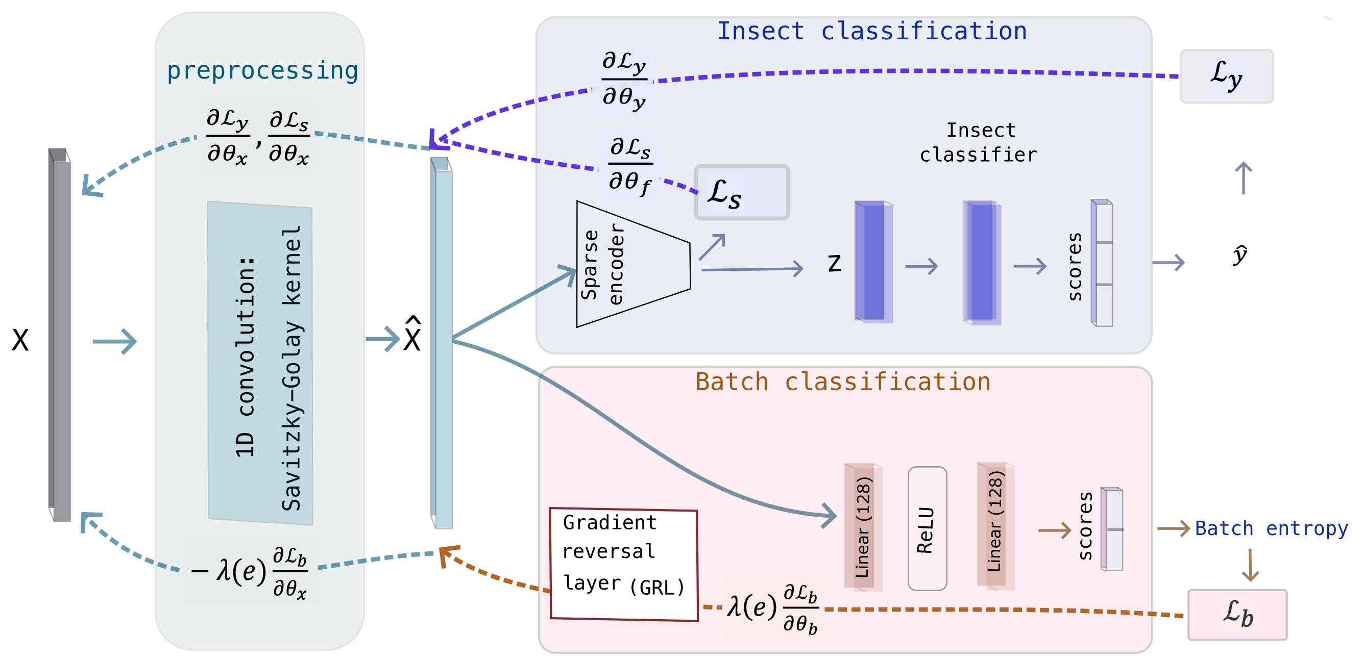 Figure 1: Architecture of the Batch-Invariant Spectral Network (BISN). Raw NIR spectra x enter an informed preprocessing module consisting of a Savitzky–Golay-initialised learnable 1D convolution followed by instance normalisation, producing a batch-invariant representation \mathbf{\hat{x}}. This representation feeds into a sparse attentive encoder that generates a compact latent embedding \mathbf{z} for insect species classification. Species logits are computed through a linear classifier and optimised via the species cross-entropy loss \mathcal{L}_y. In parallel, \hat{\mathbf{x}} is passed through a gradient reversal layer (GRL) to a two-layer batch discriminator. The discriminator is trained to maximise the Shannon entropy loss \mathcal{L}_b of its batch predictions, pushing the output distribution toward uniformity across batches. Reversed gradients from \mathcal{L}_b flow back through the GRL and update the preprocessing parameters to remove batch-identifying features from \mathbf{\hat{x}}. The mask sparsity loss \mathcal{L}_\mathrm{s} is computed from the sparse attention mask. It regularises both the encoder and the preprocessing module through the composite gradient update. Solid arrows denote the forward pass and dotted arrows indicate the backward gradient flow. The three-way interaction of \mathcal{L}_y, \mathcal{L}_b, and \mathcal{L}_\mathrm{s} implements a joint objective that preserves species-relevant biochemical information while suppressing batch-dependent variation.