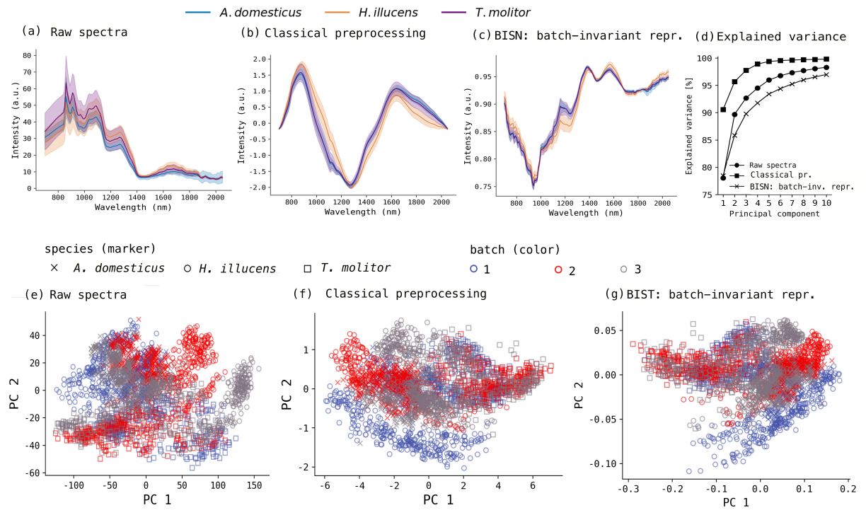 Figure 3: NIR spectral profiles across batches, species, and preprocessing stages. Top row: mean spectra coloured by species identity (A. domesticus: blue, H. illucens: orange, T. molitor: purple) for (a) raw, (b) classically preprocessed, (c) BISN batch-invariant representations, and (d) Explained variance ratio for the first ten principal components across the three representations, showing that classical preprocessing concentrates variance in PC1 while the BISN representation distributes it more evenly across components. Bottom row: PCA-based comparison of spectral representations across batches and species. (e–g) PCA scatter plots of (e) raw NIR spectra, (f) classically preprocessed spectra, and (g) BISN batch-invariant representation (output of the component 1). Each point represents a sample spectrum, where marker shape indicates species identity (A. domesticus: cross, H. illucens: circle, T. molitor: square) and colour indicates production batch (batch 1: blue, batch 2: red, batch 3: gray).